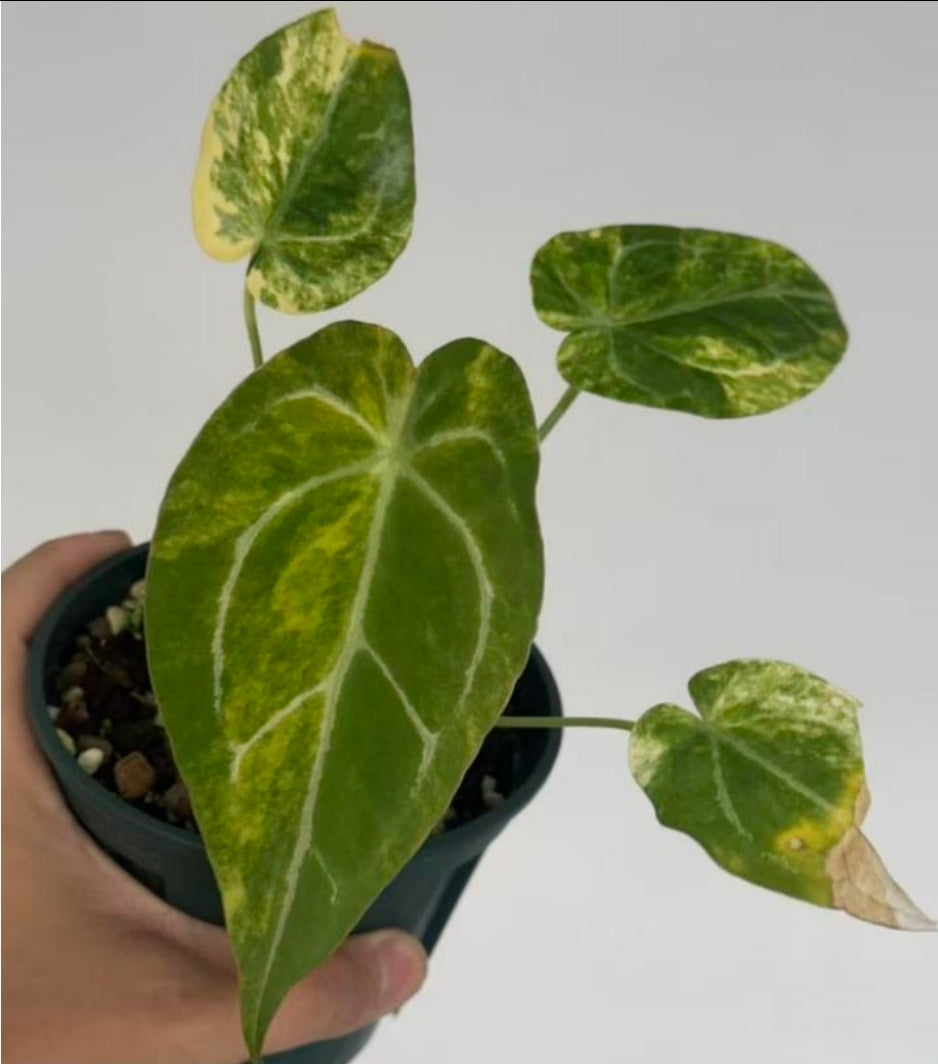 Anthurium Magnificum Hybird Variegata - TC - Tissue Culture