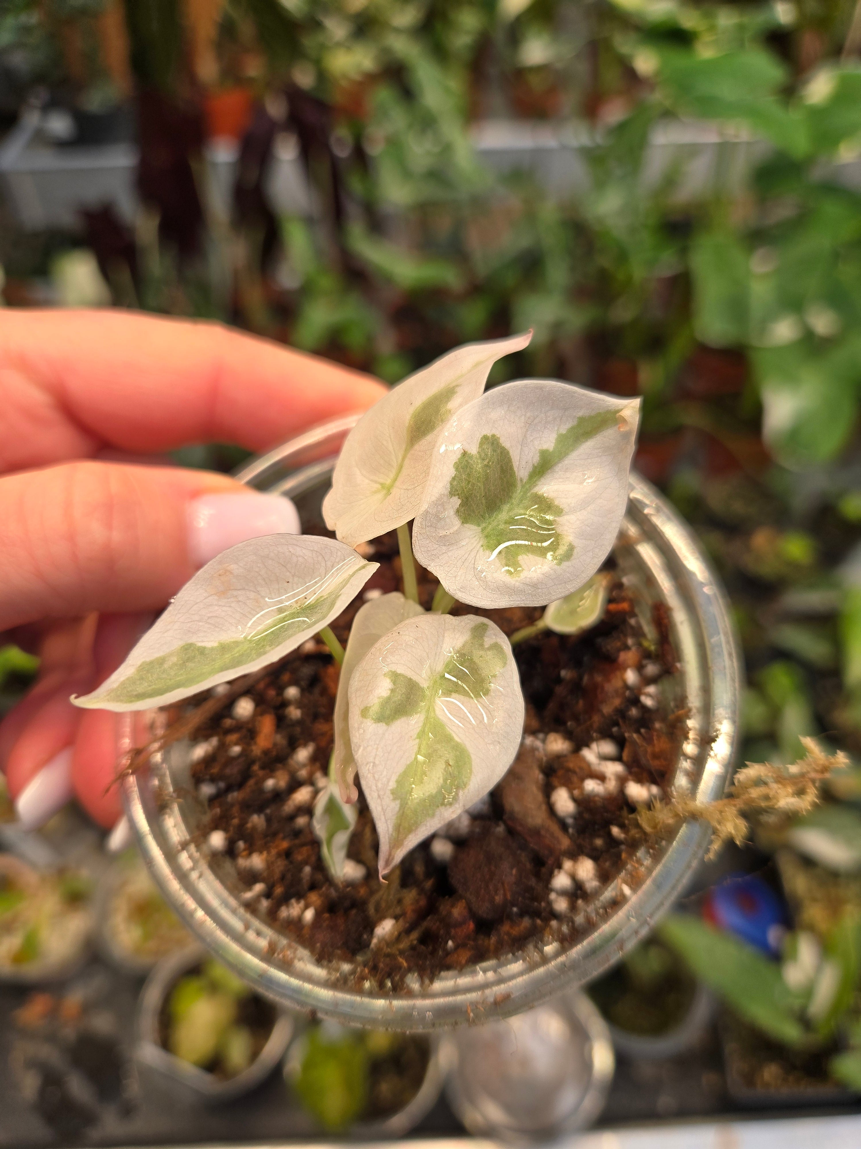 Alocasia Cuprea Lava - Einzelstück