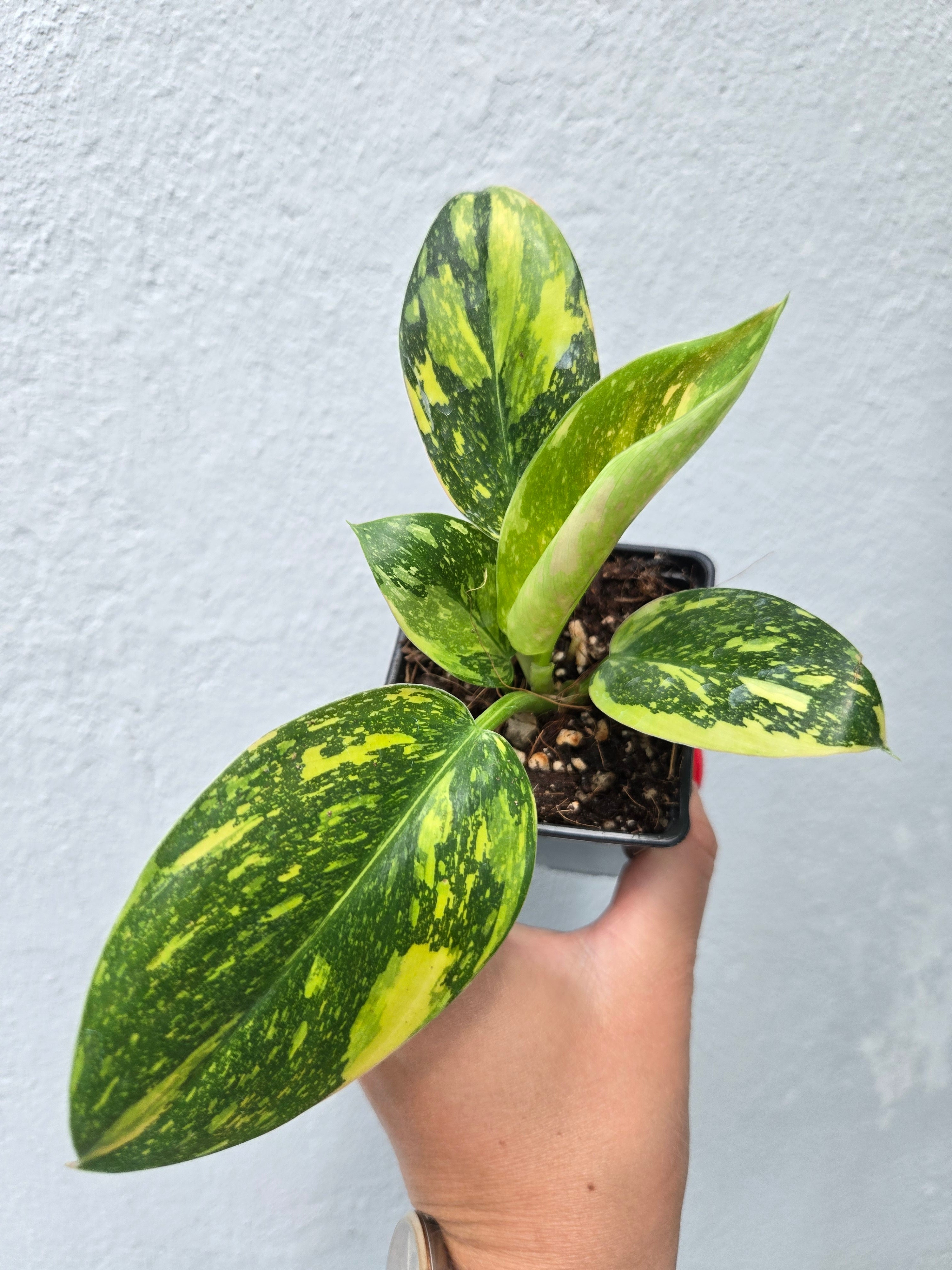 Philodendron Green Congo Marble