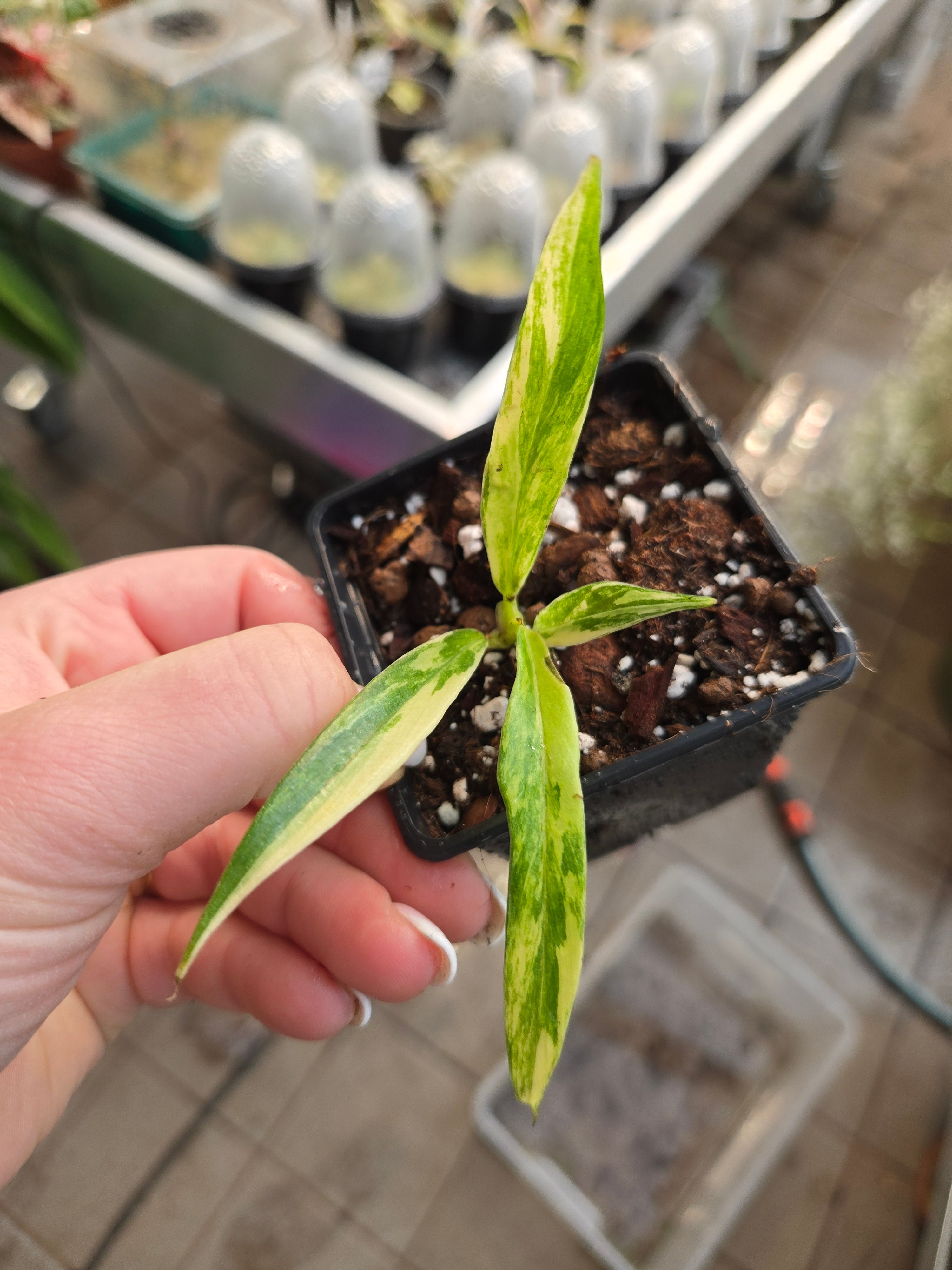 Philodendron Tortum Variegata