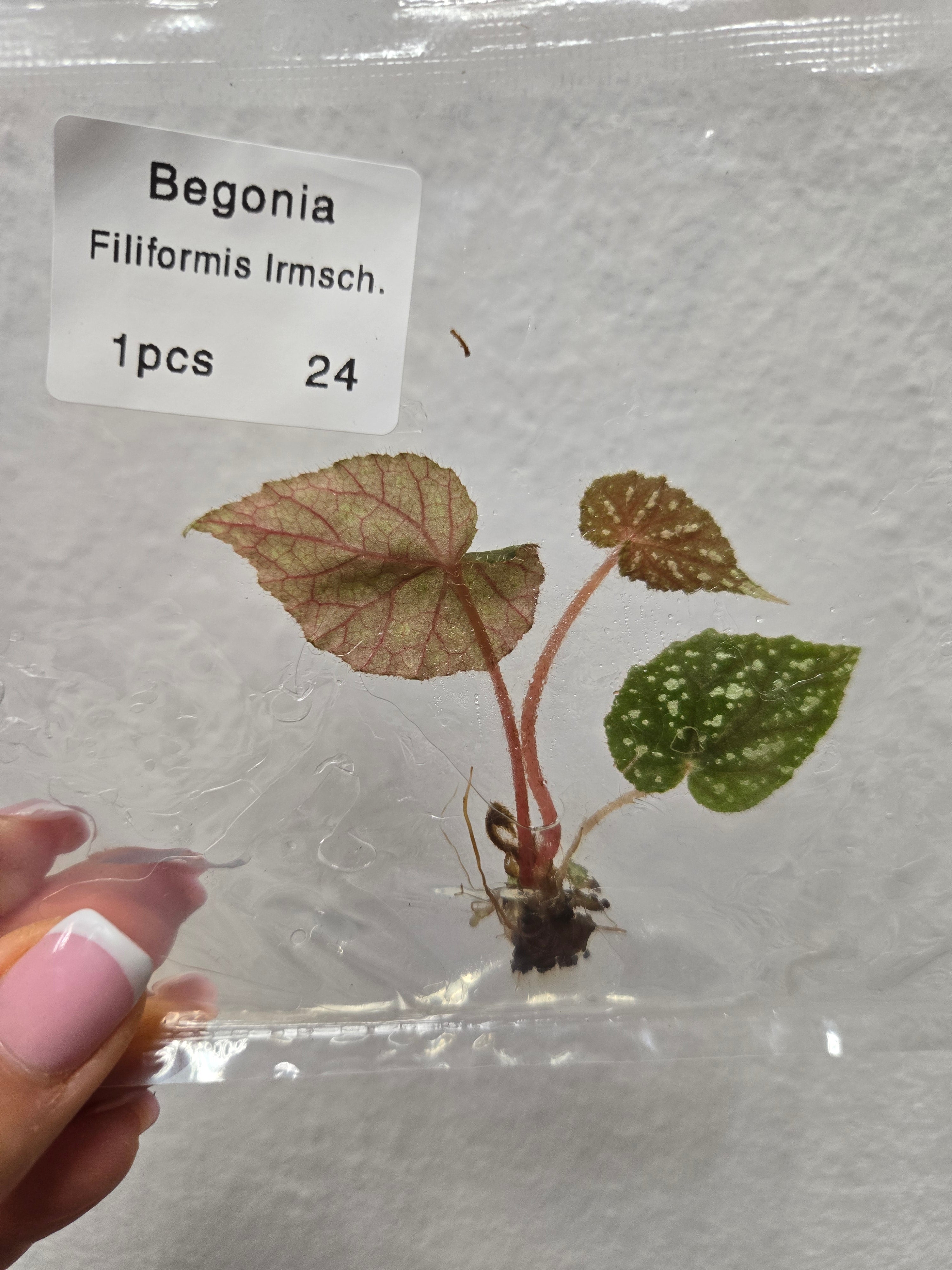 Begonia Filiformis Irmsch - TC -