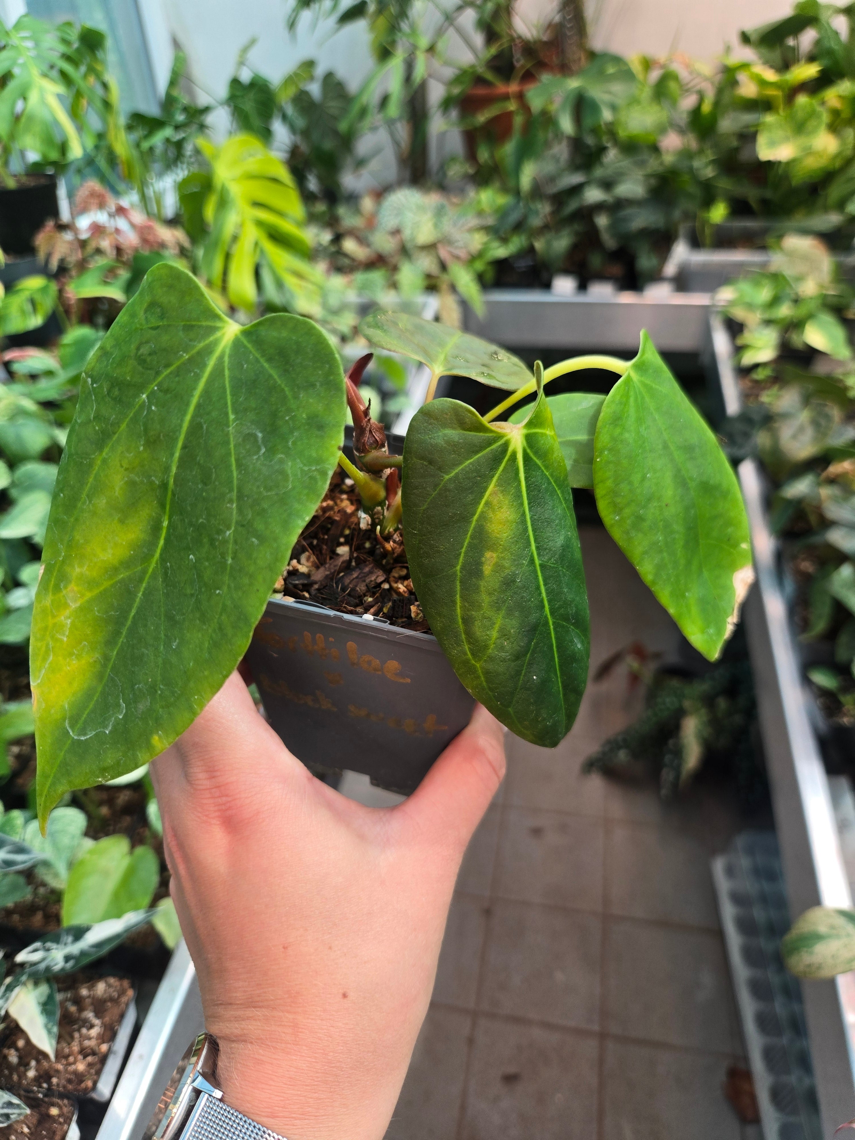 Anthurium Forttilae x black sweet - Sadplant