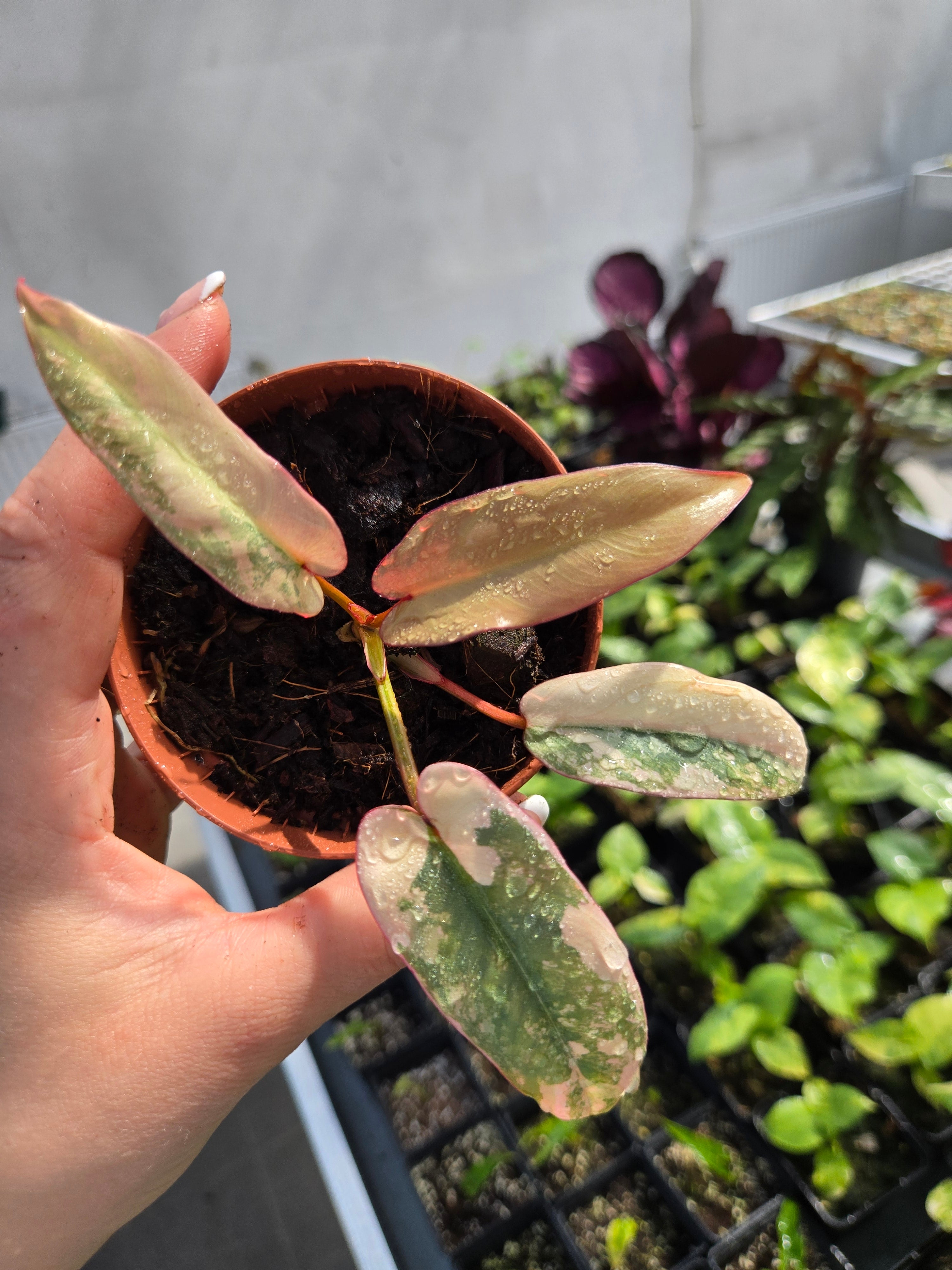 philodendron atabapoense variegated Philodendron Atabapoense Variegata Premium