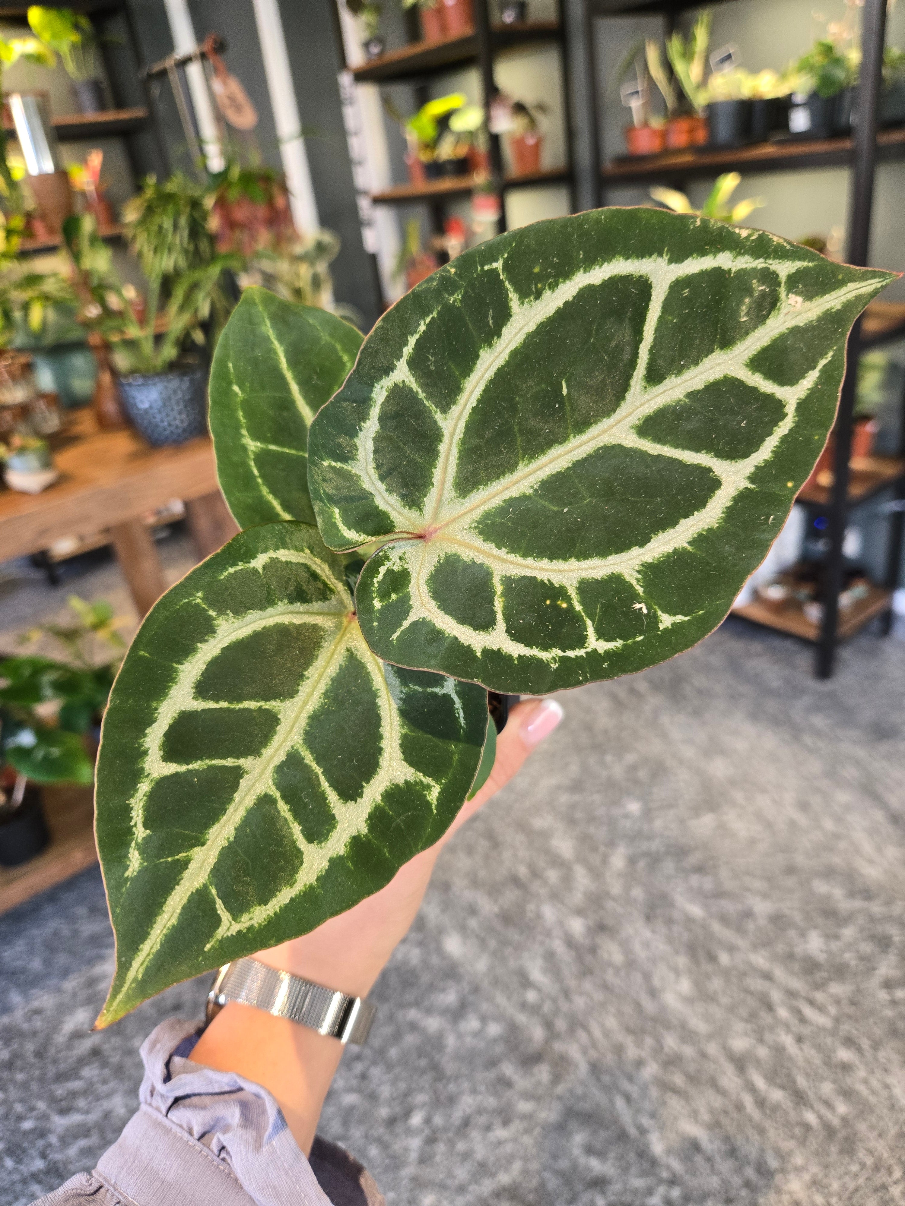 Anthurium Magnificum dark x Doc Block F2 x Michel