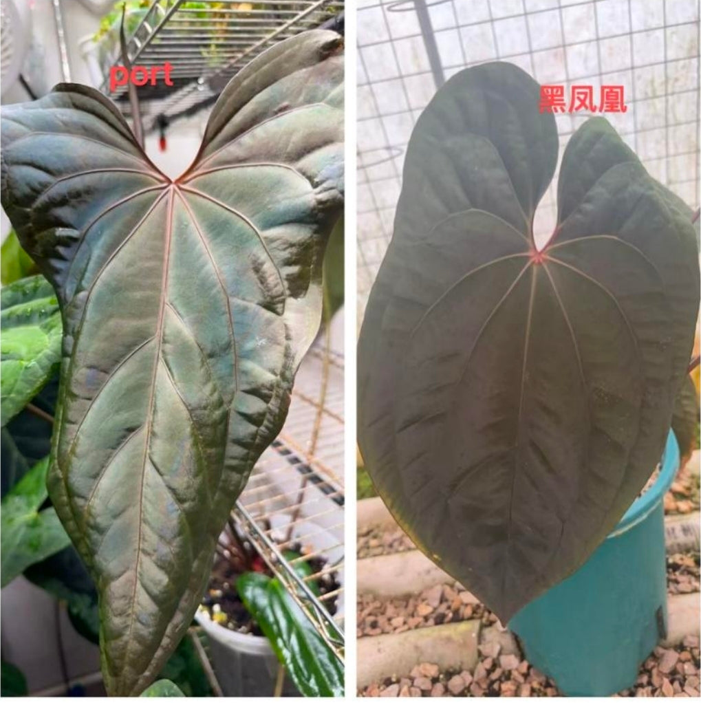 Anthurium Portiliale x Dark Phönix -TC-