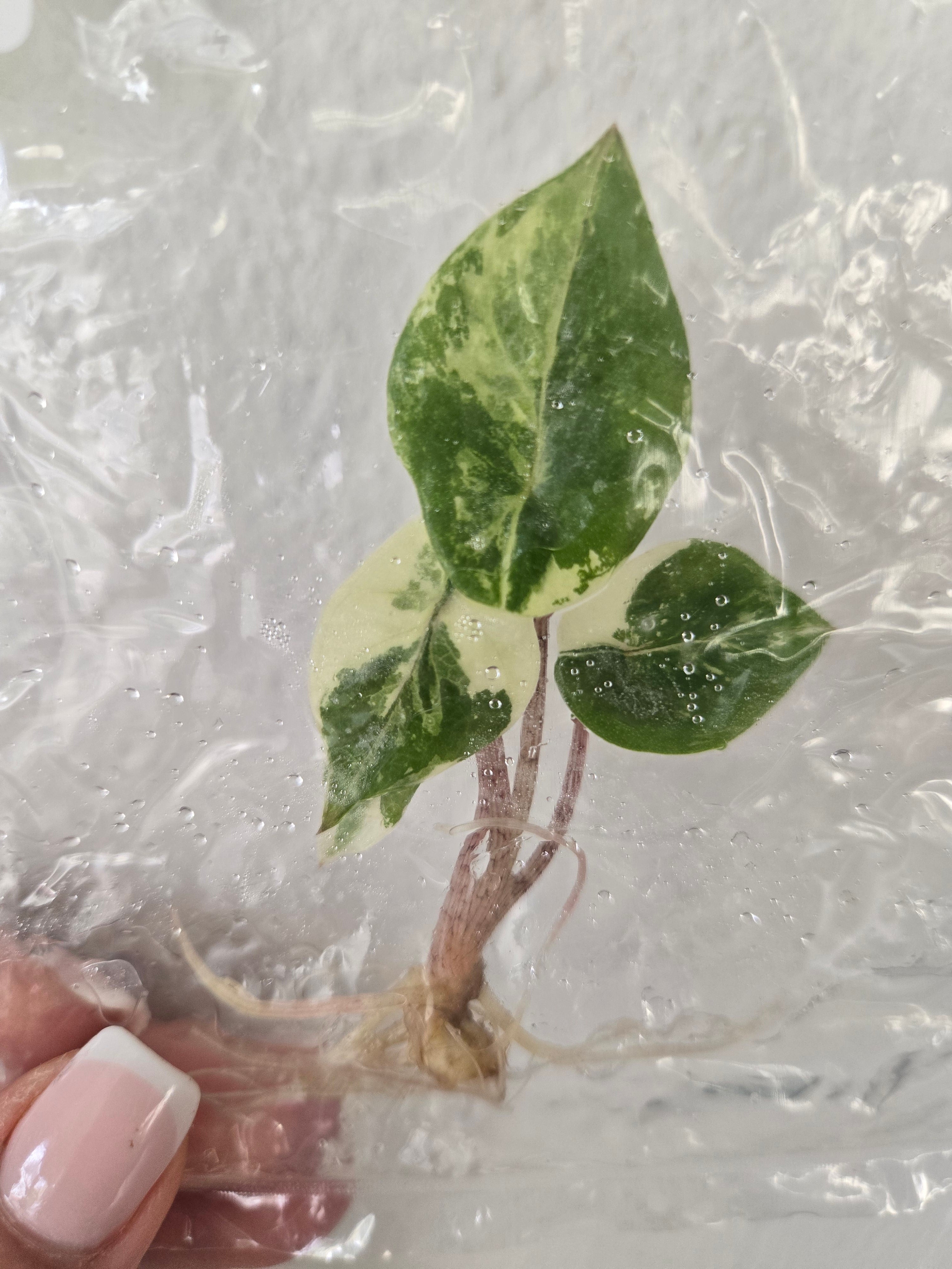 Alocasia Heterophylla Metallic Blue Albo -TC