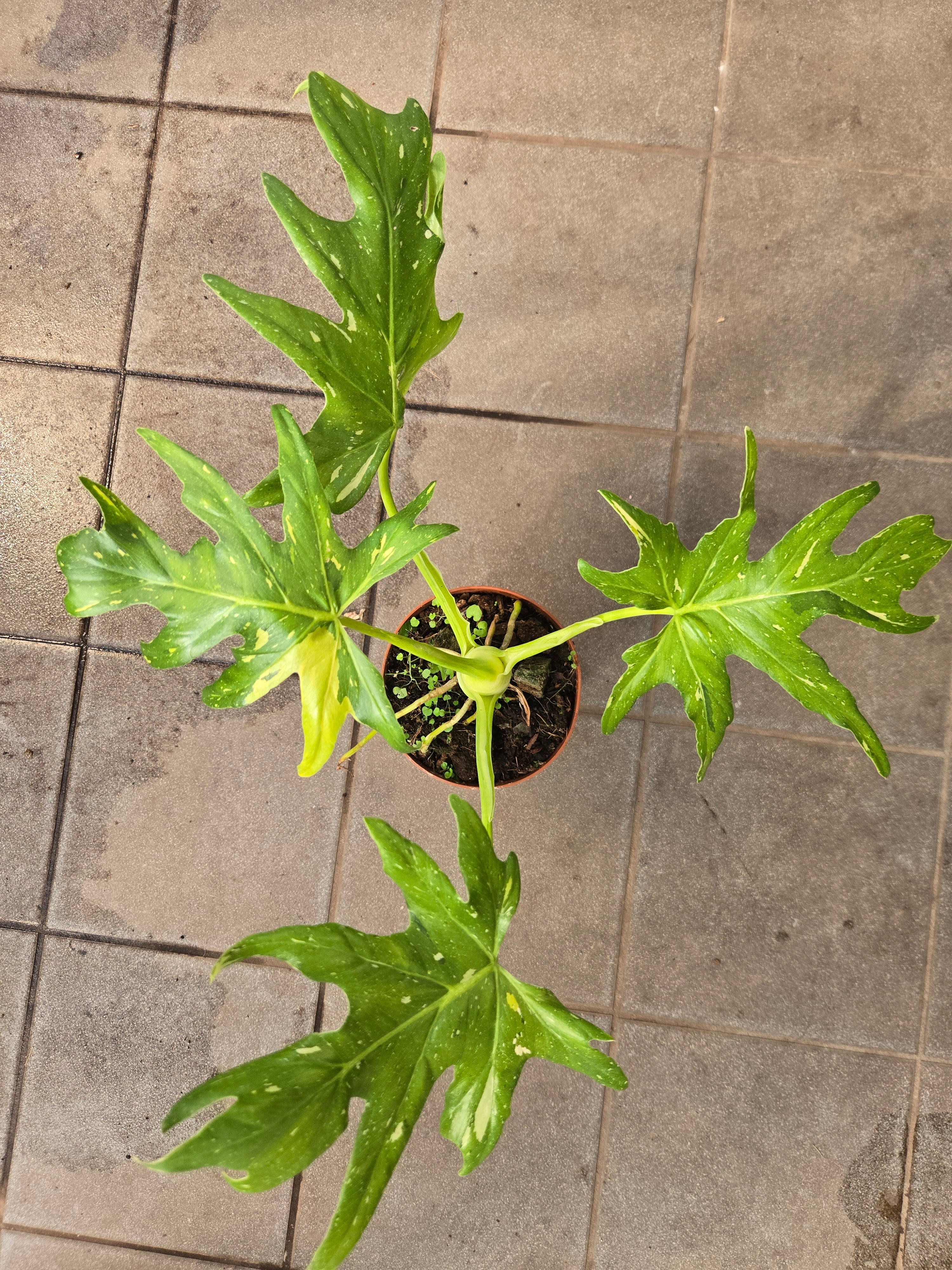 Philodendron Warscewiczii variegata
