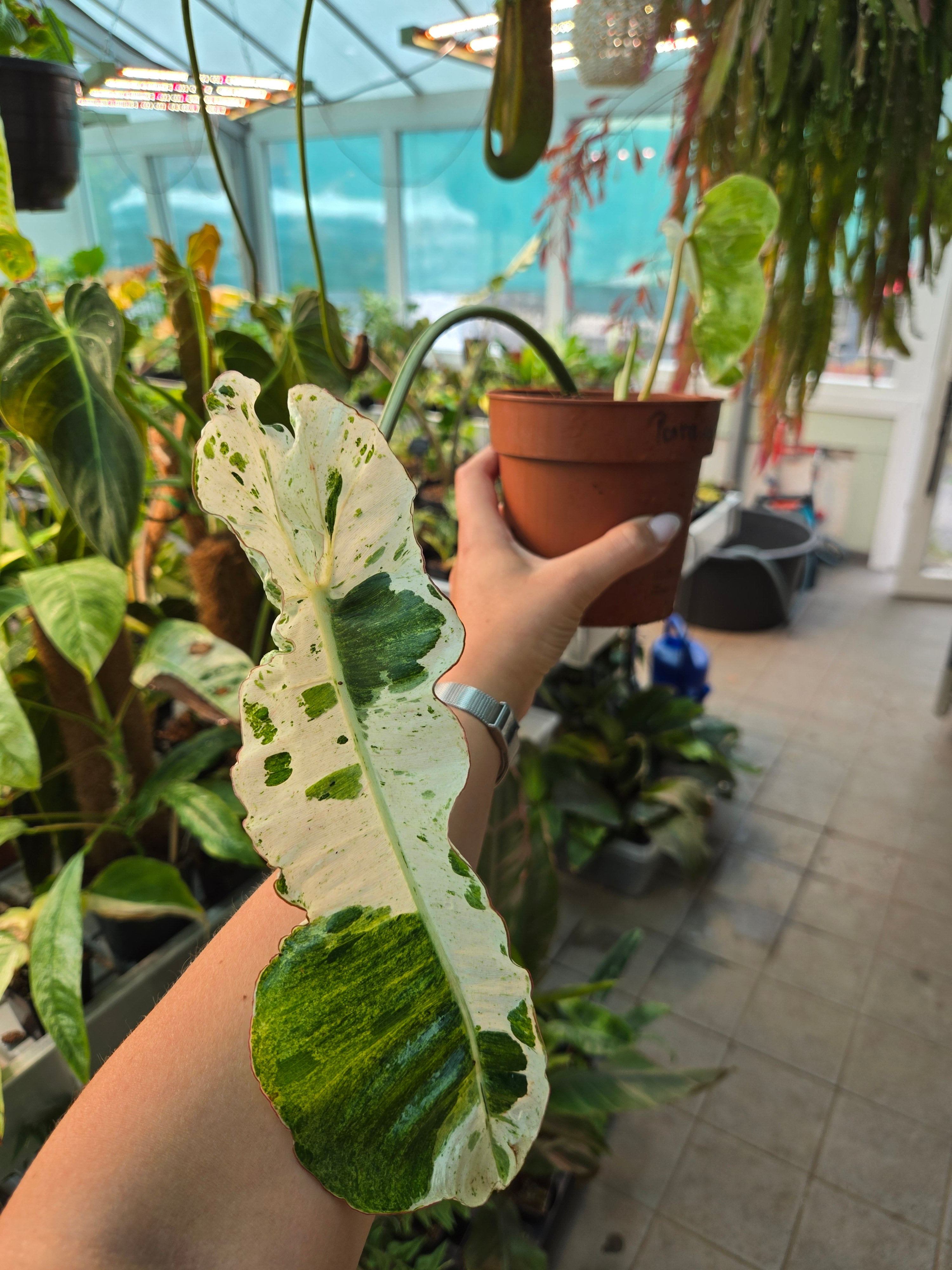 Philodendron Paraiso Verde Albo