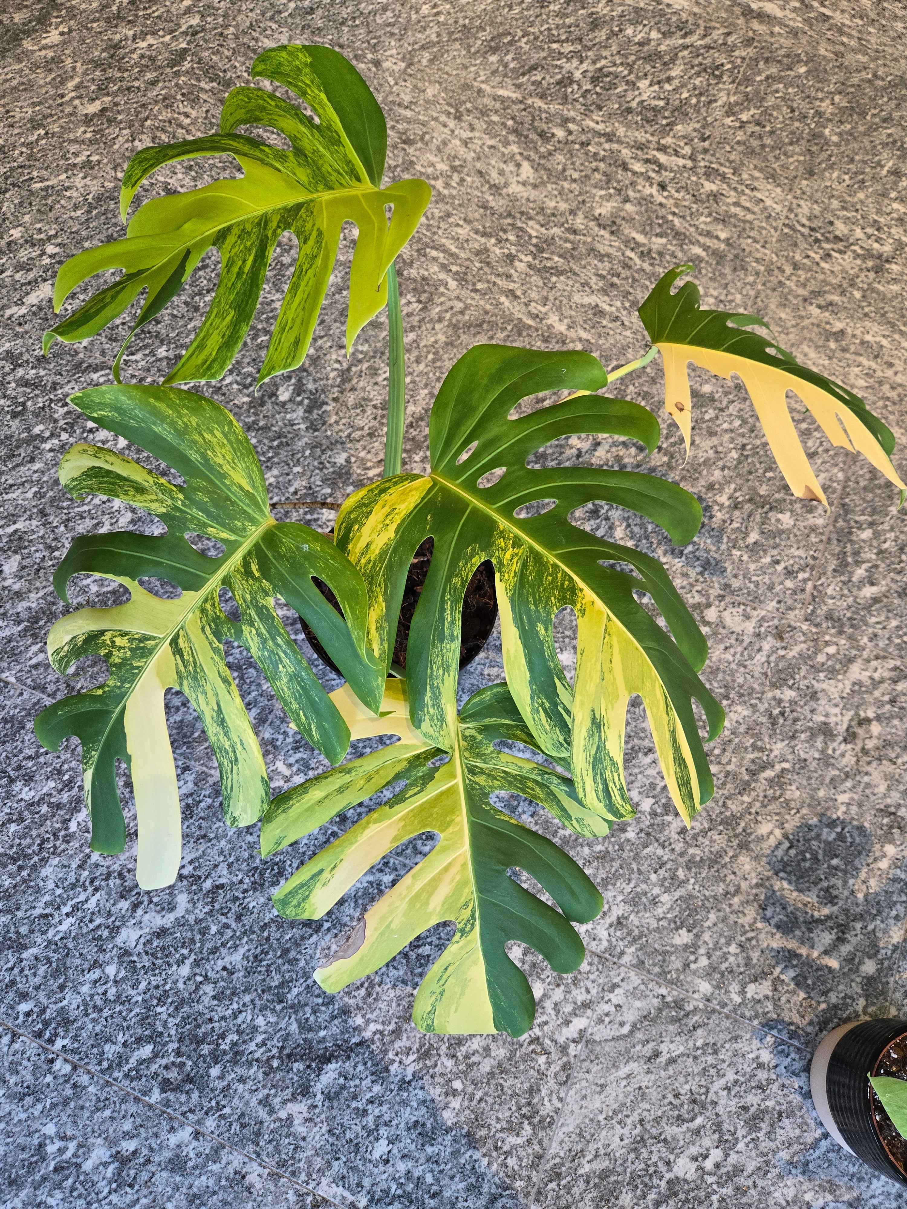 Monstera Deliciosa Aurea