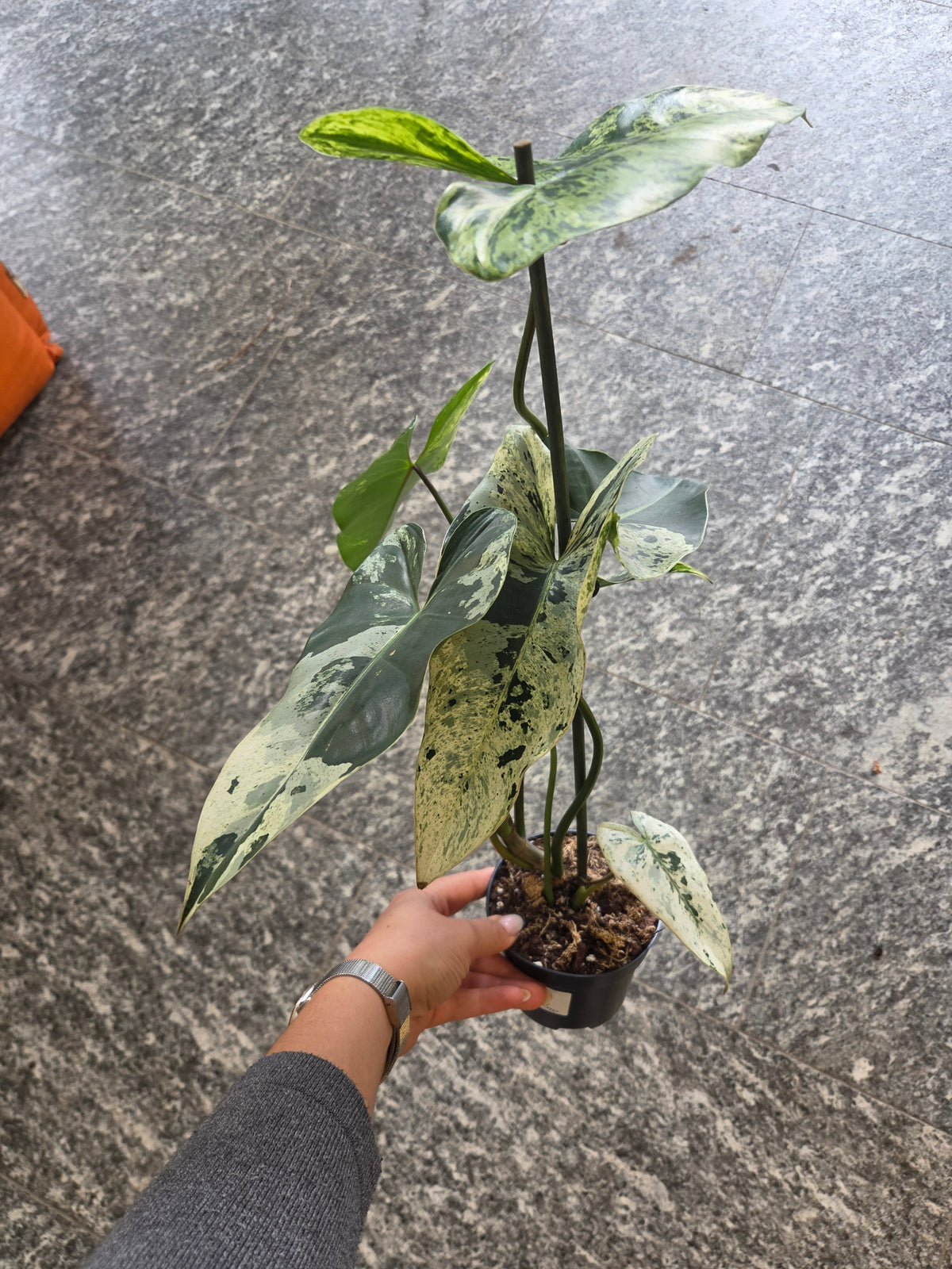 Philodendron Ilsemanii