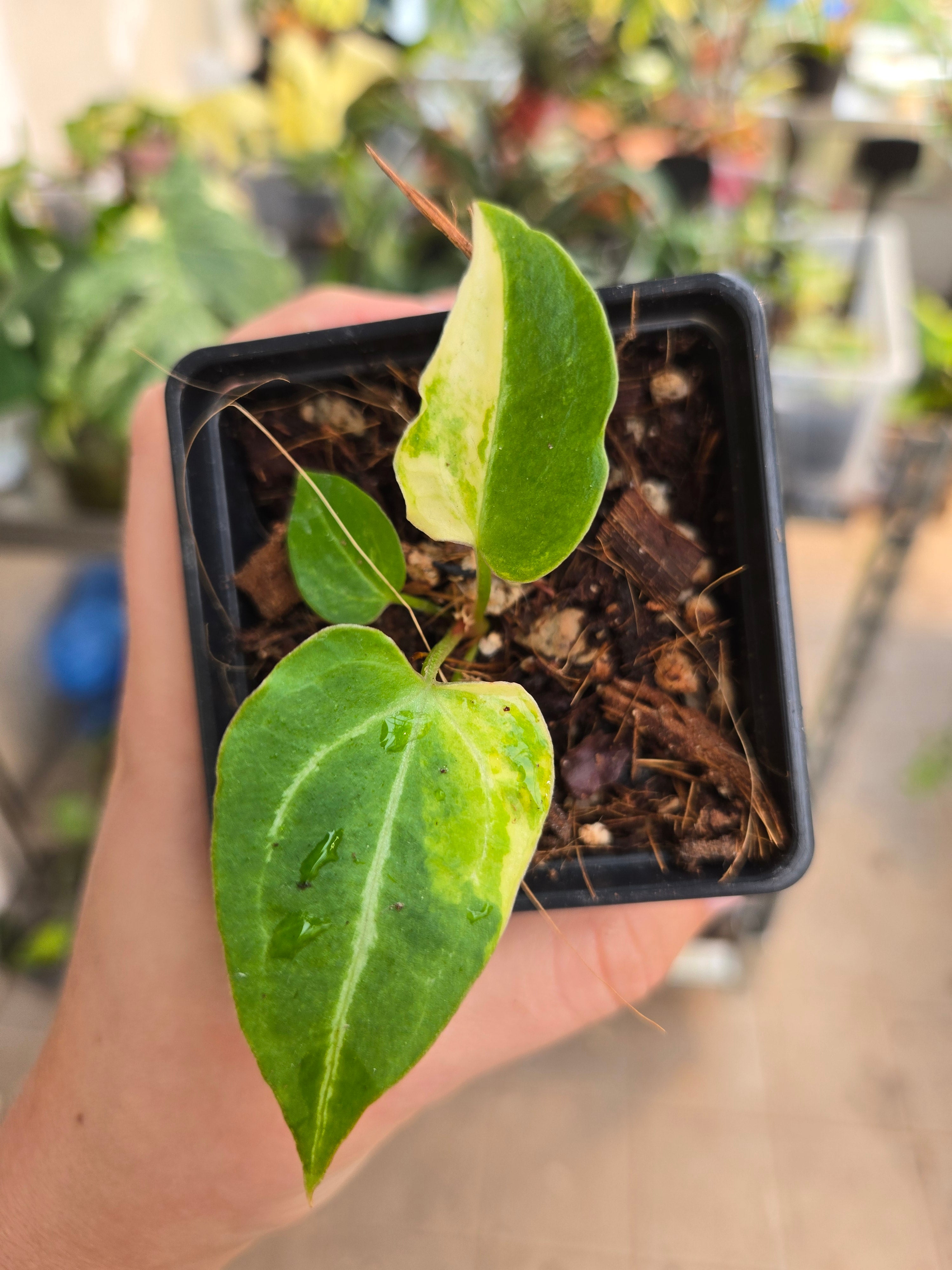 Anthurium Papilliamnum var. X Michelle
