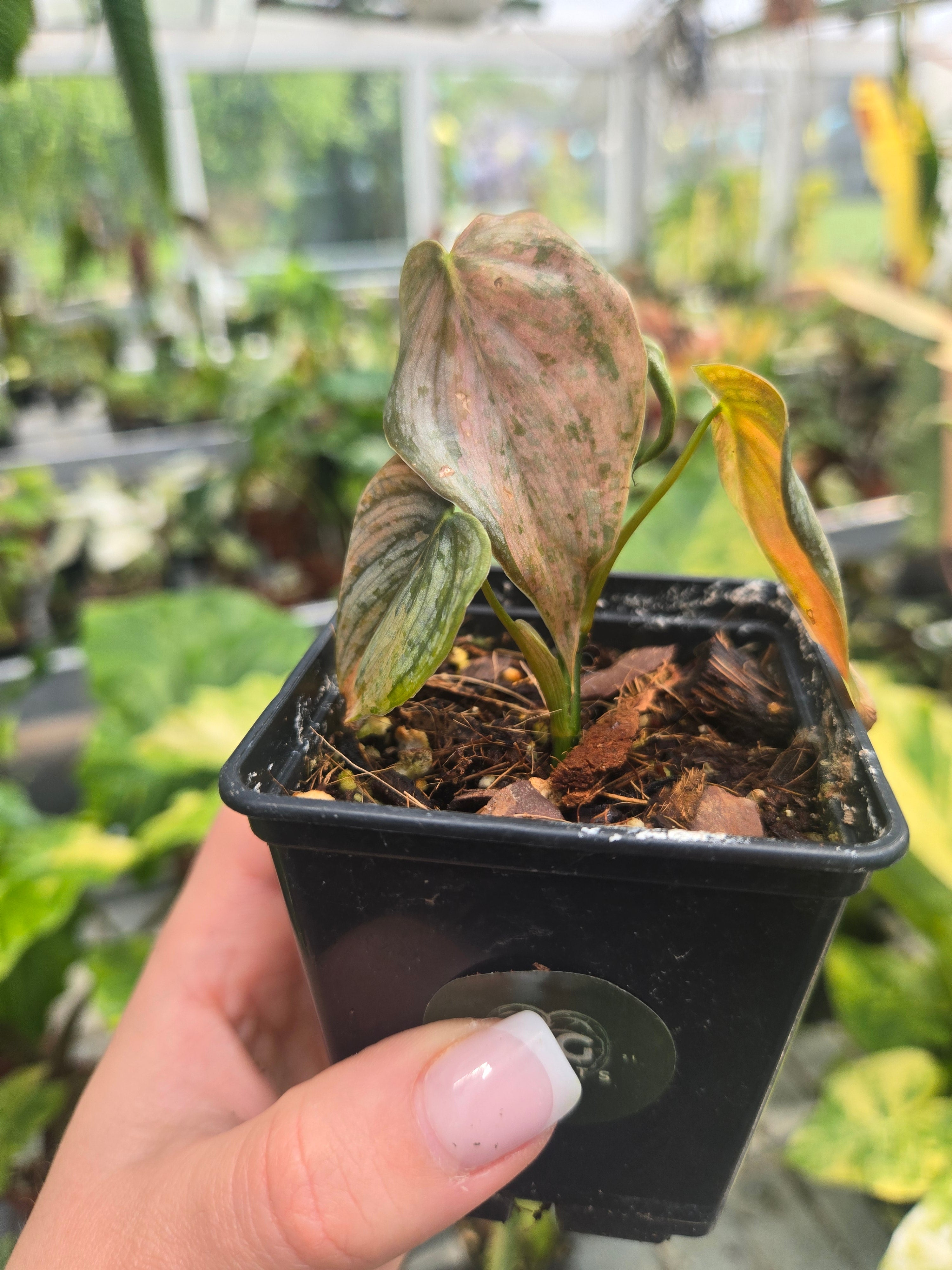 Philodendron Brandtianum Pink