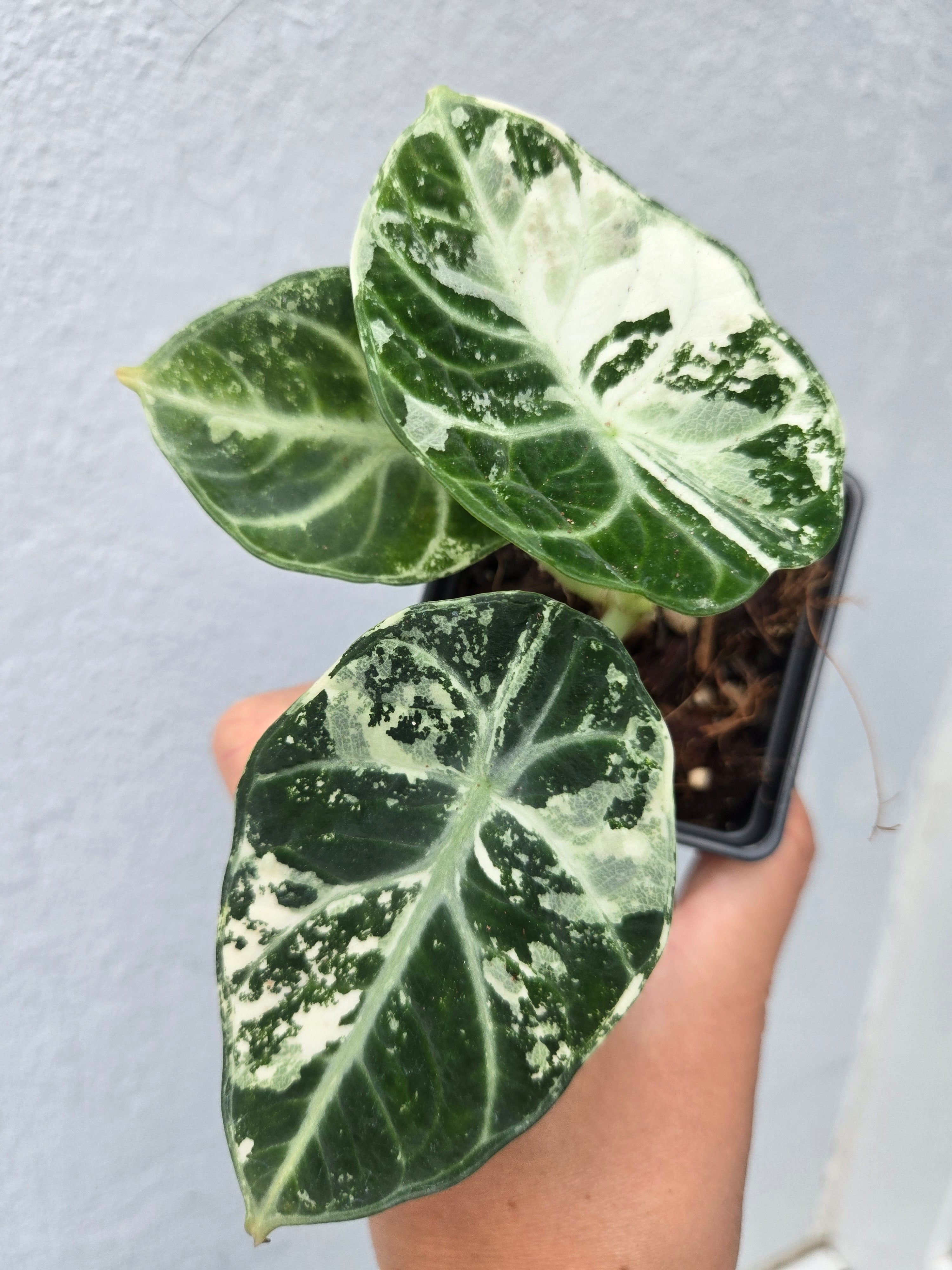 Alocasia Ninja Albo Variegata