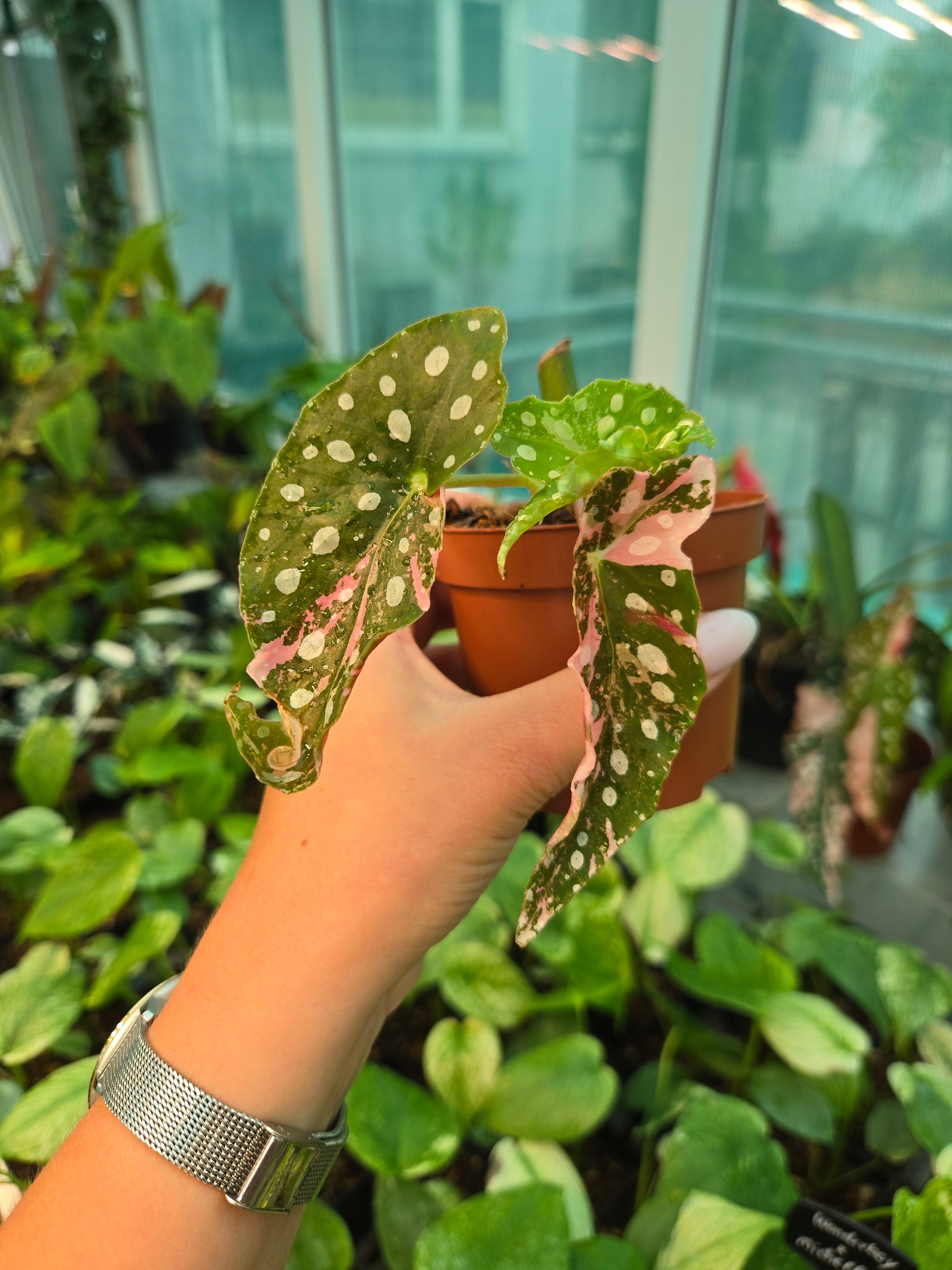Begonia Maculata Pink S