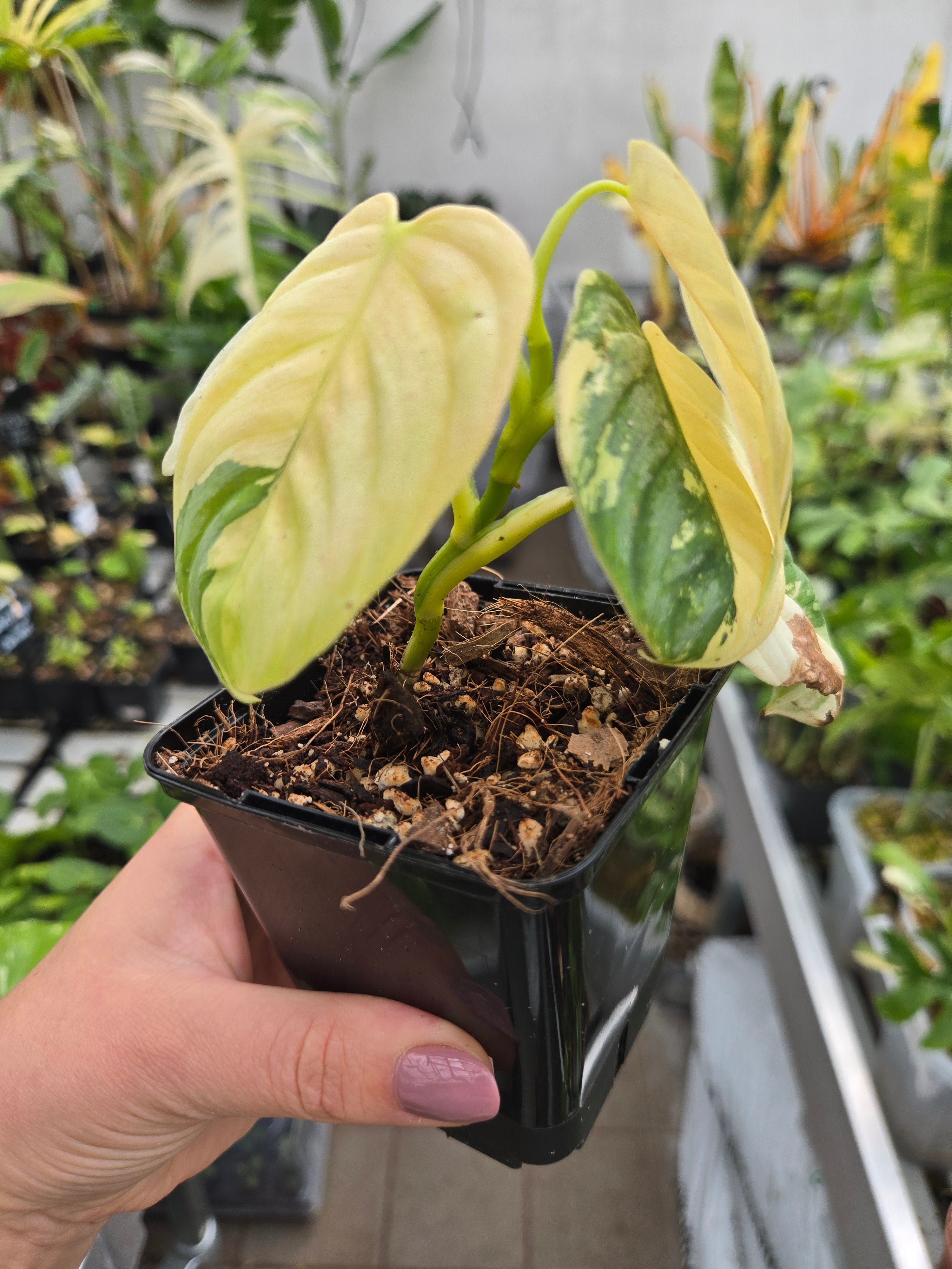 Philodendron Brandtianum Albo