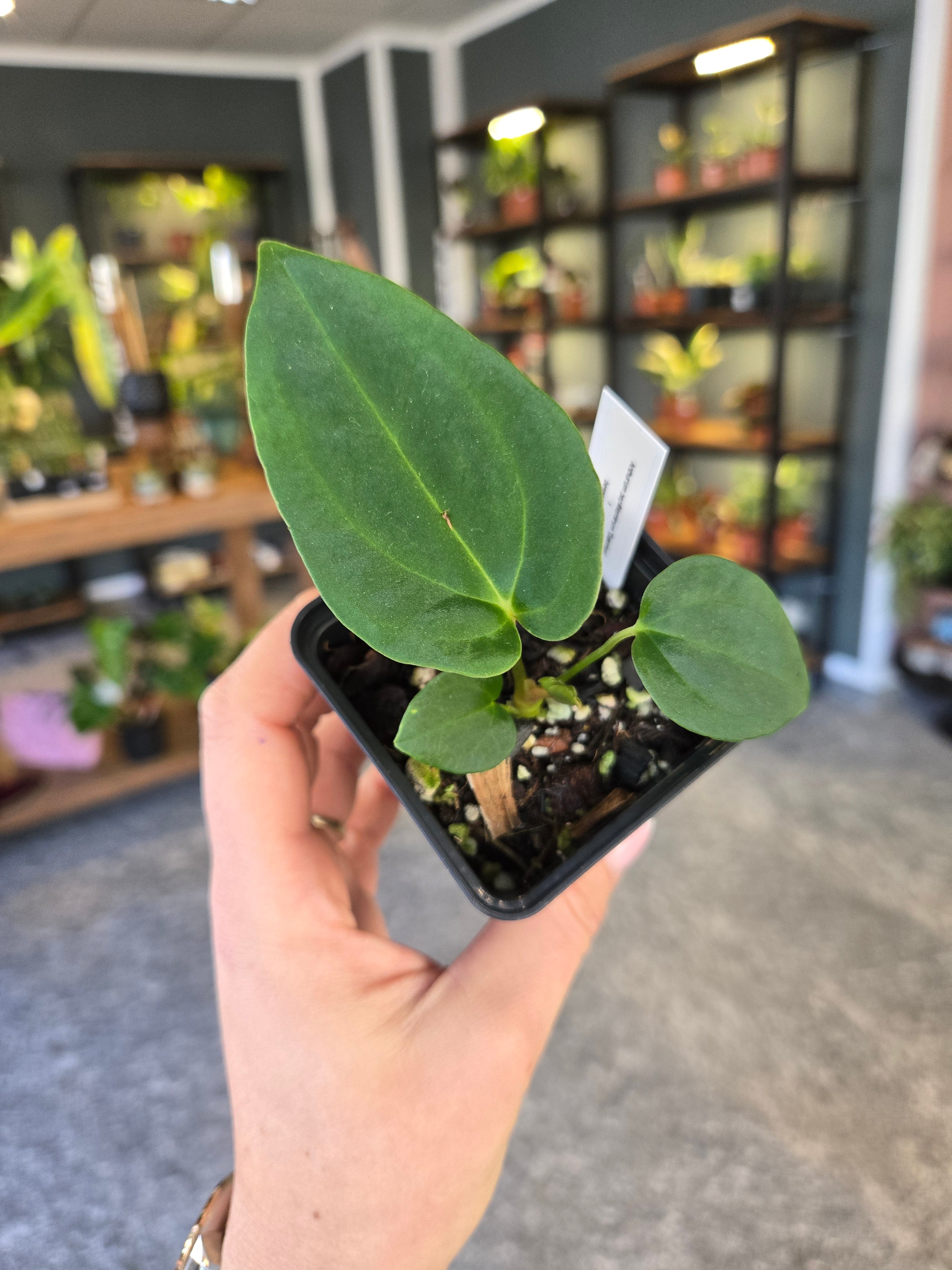 Anthurium Papi 'Gatorbod' x besseae aff