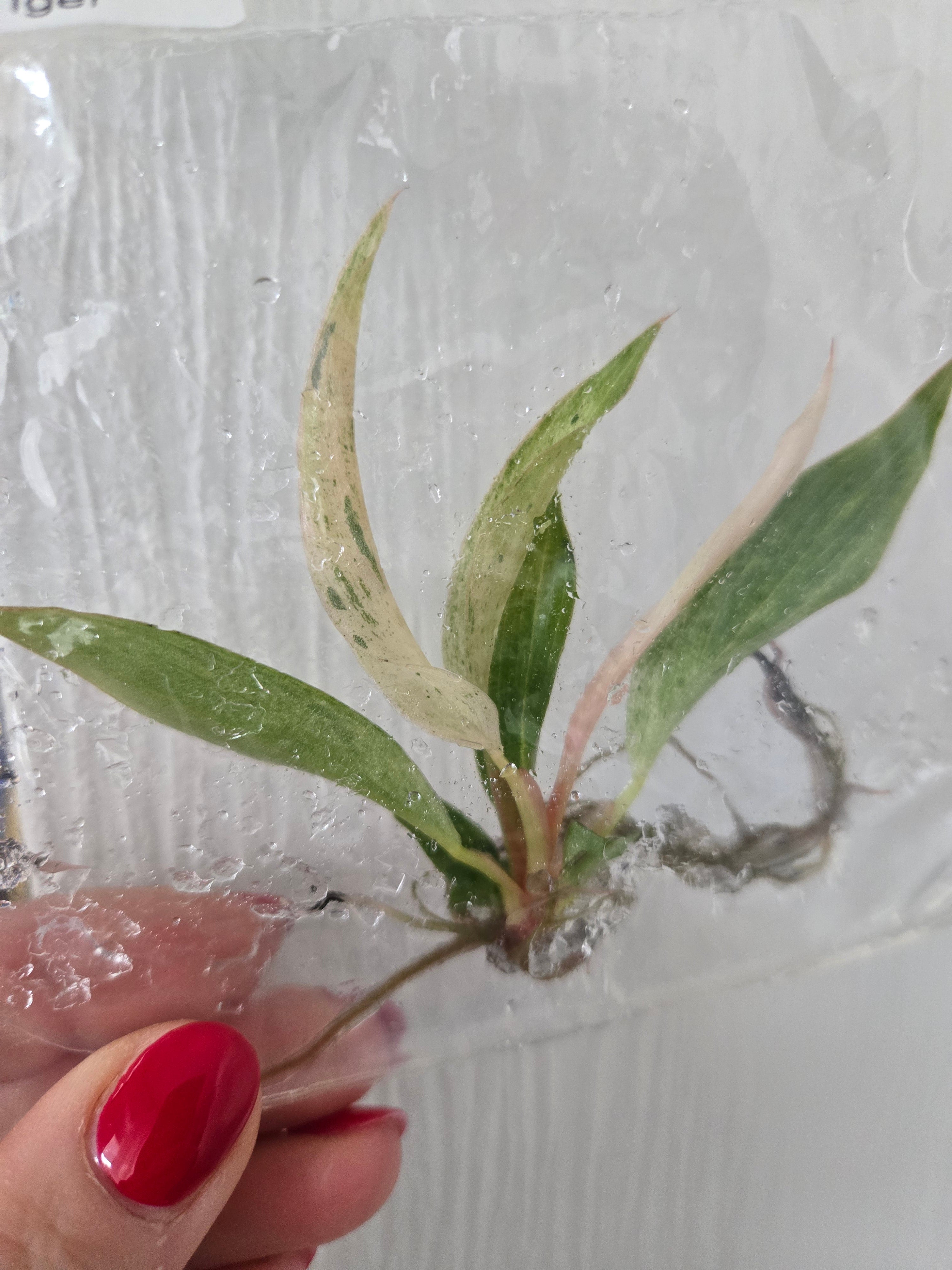 Philodendron Fire Tiger - TC - Tissue Culture