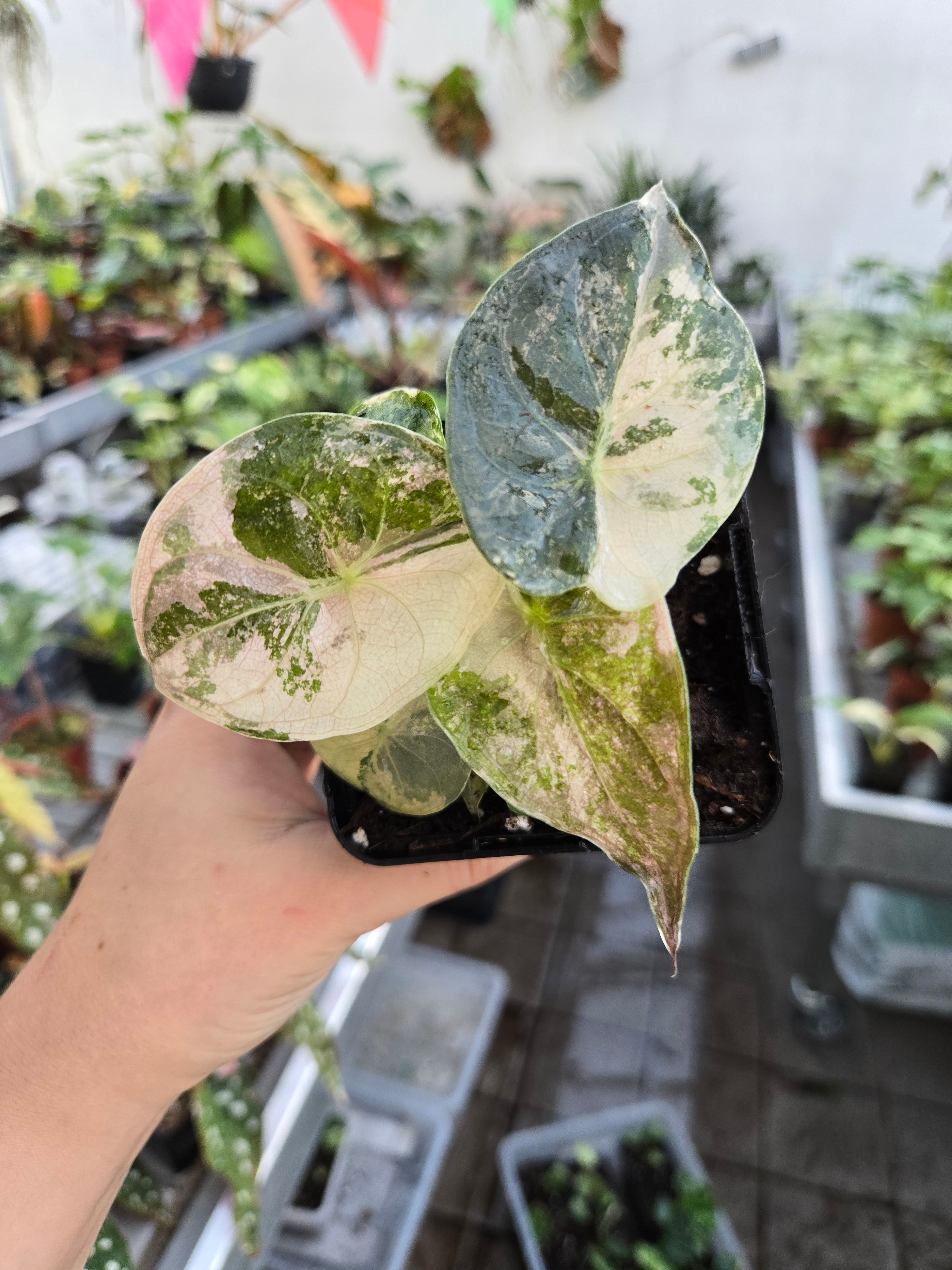 Alocasia Wentii Pink Albo