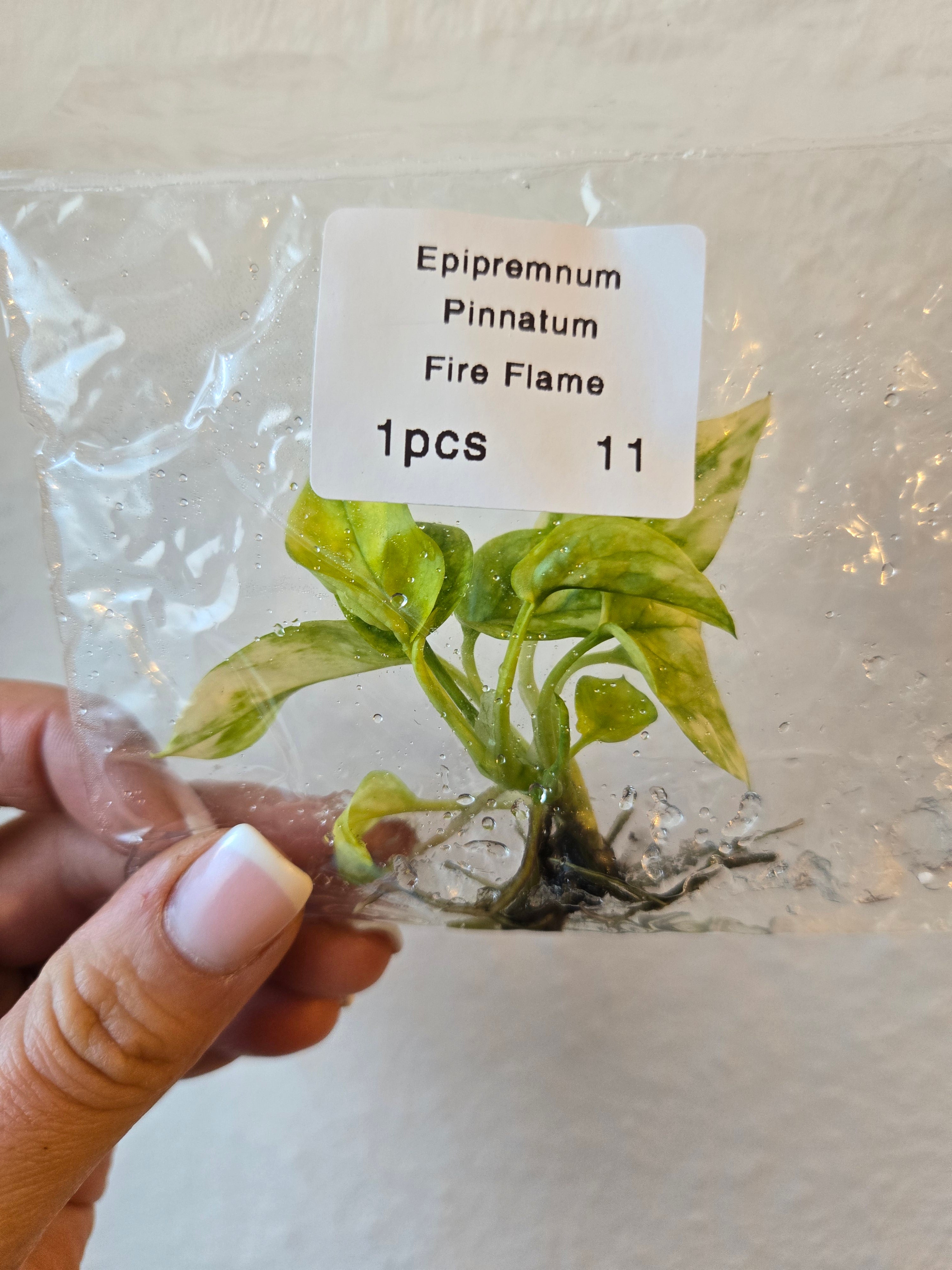 Epipremnum Pinnatum fire Flame