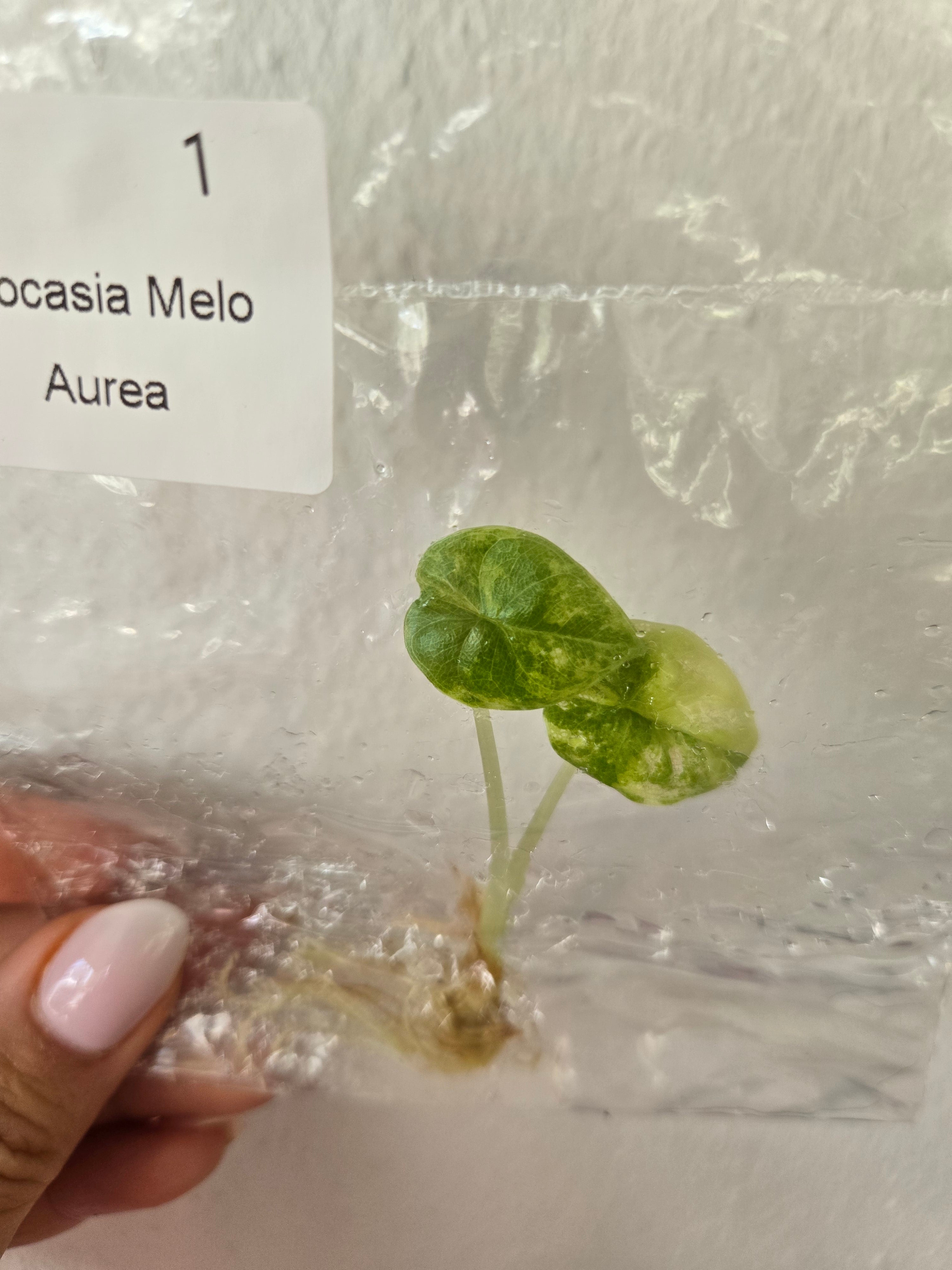 Alocasia Melo Aurea - TC