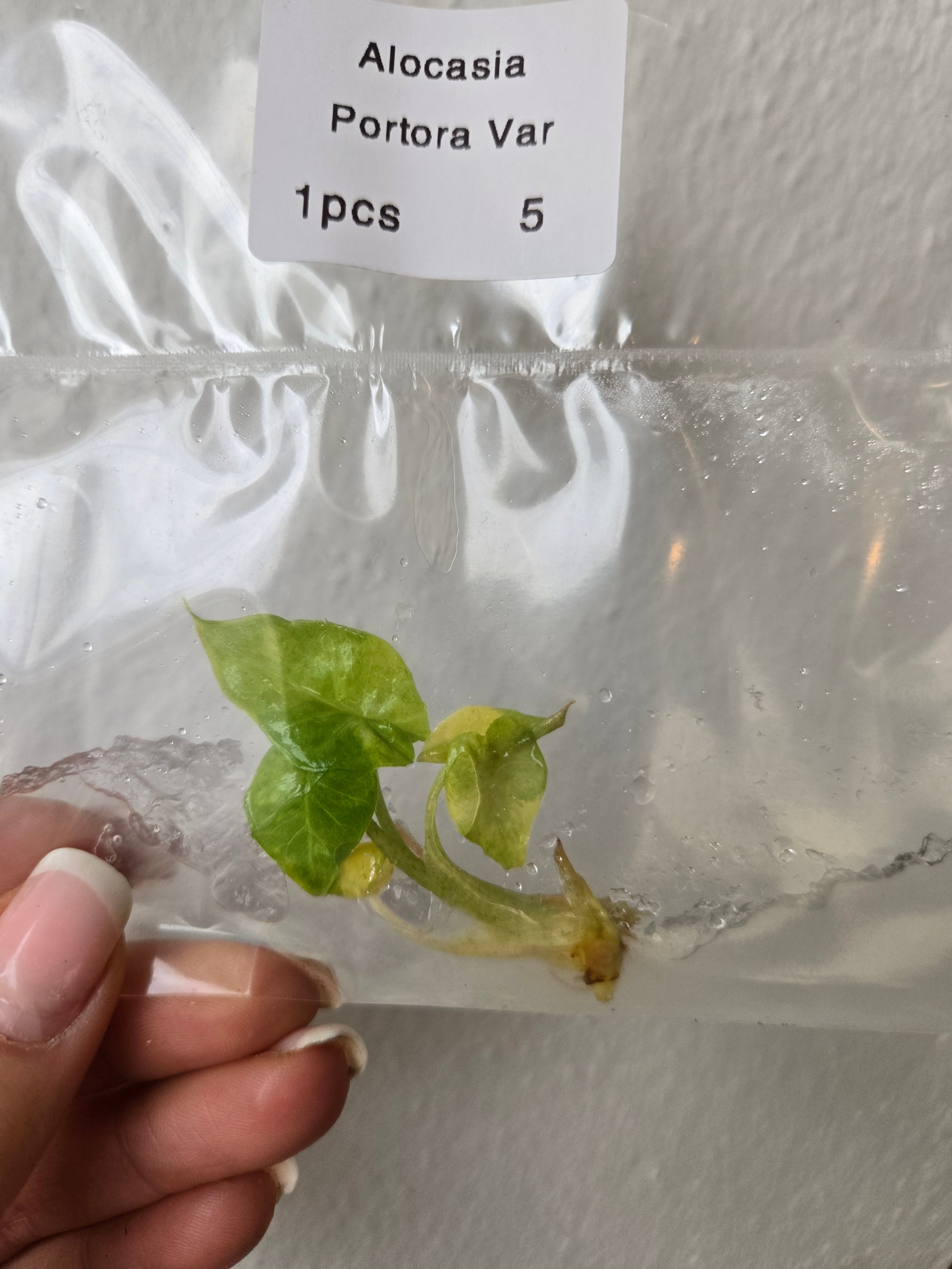Alocasia Portora Variegata -TC- Tissue Culture