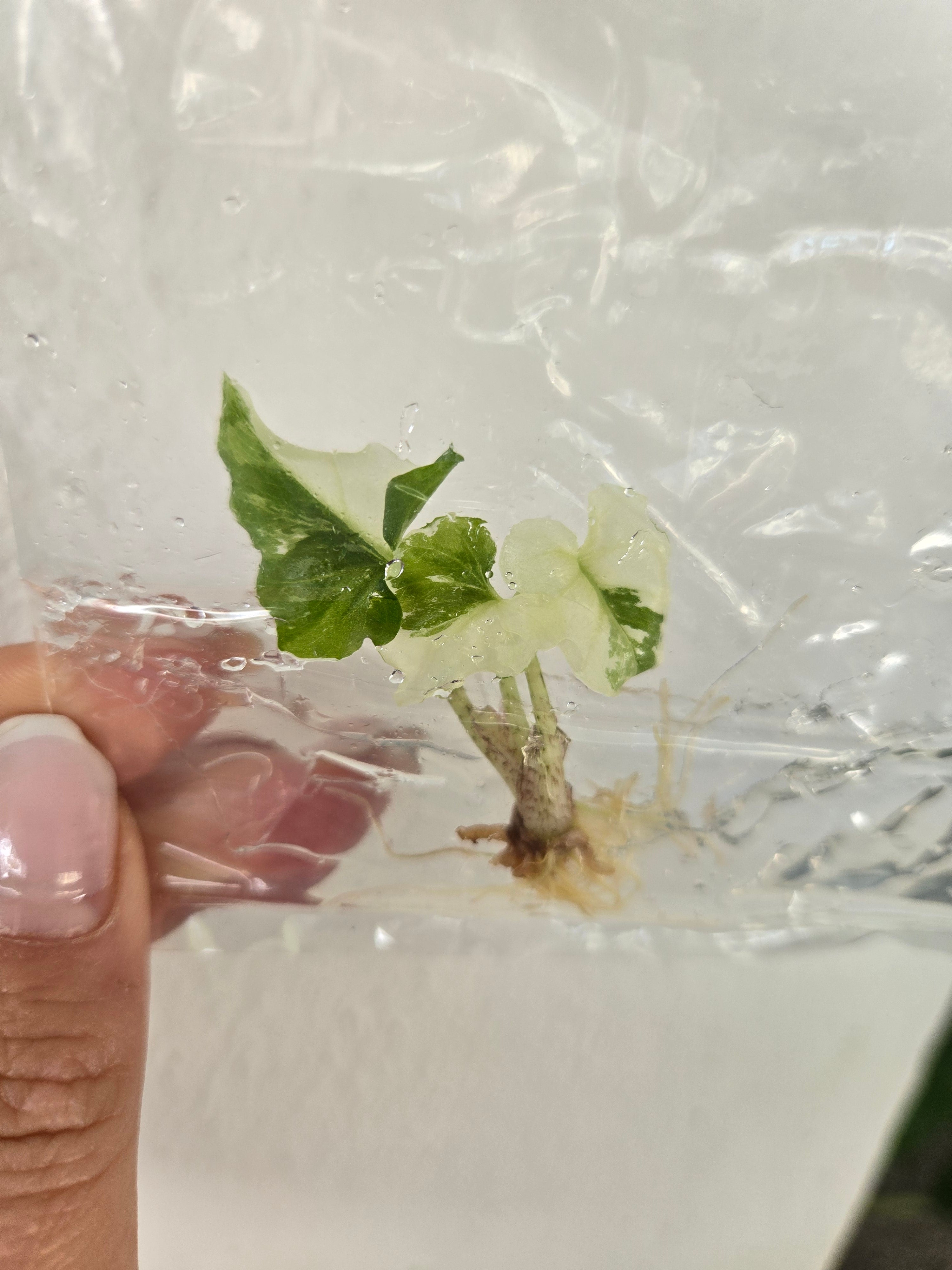 Alocasia Brancifolia Albo - TC