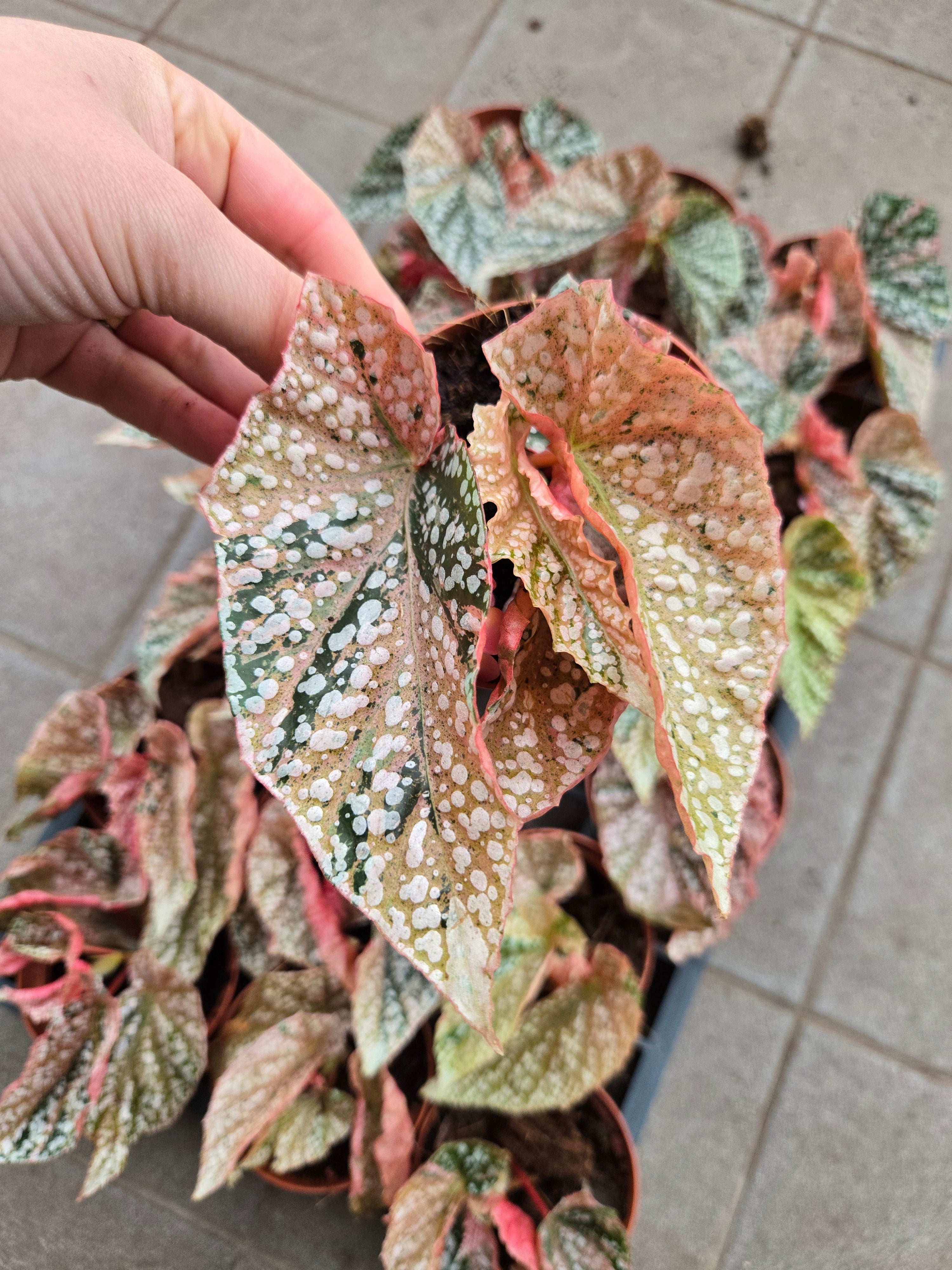 Begonia Snow Capped