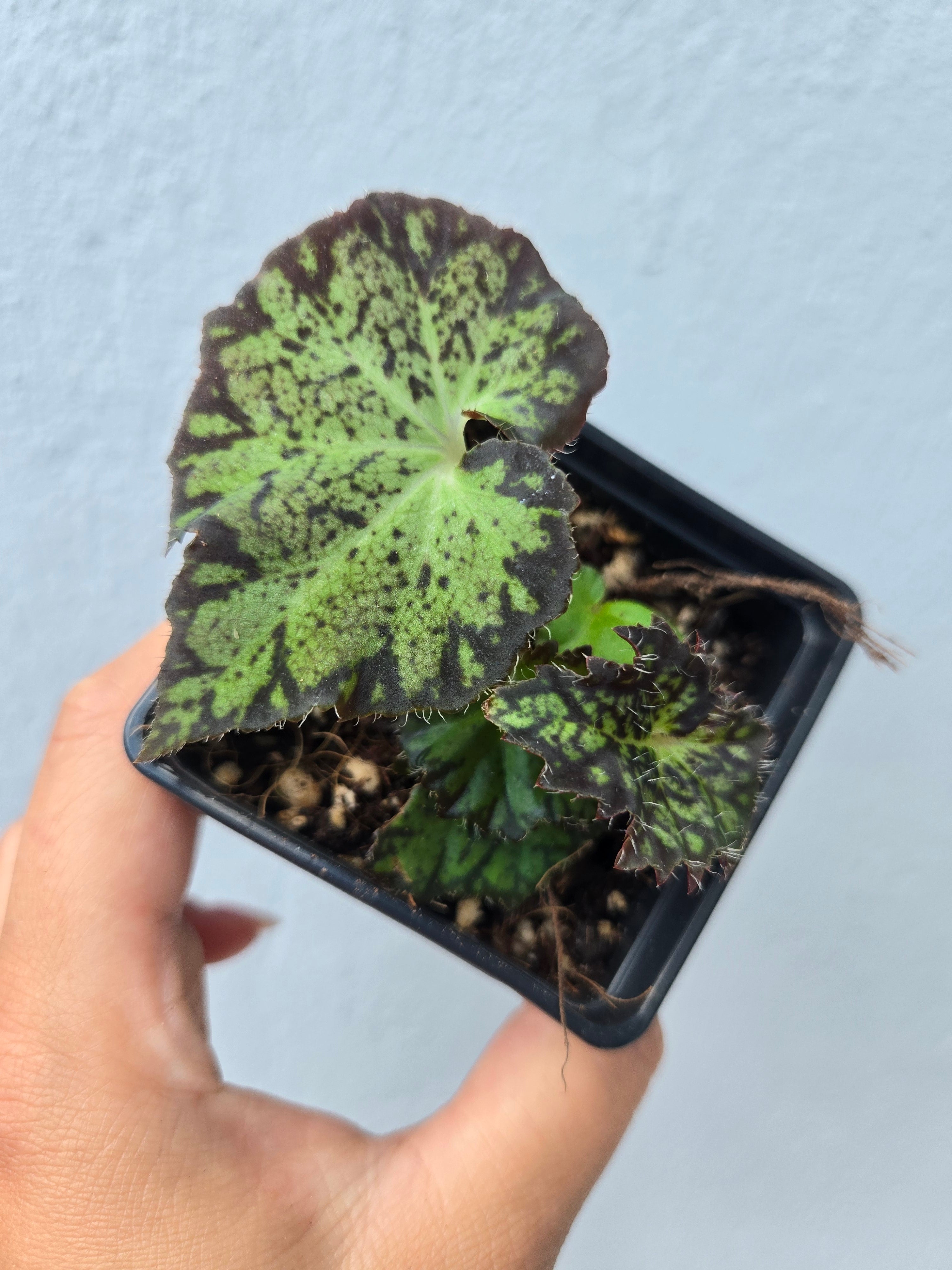 Begonia Pseudoedulis