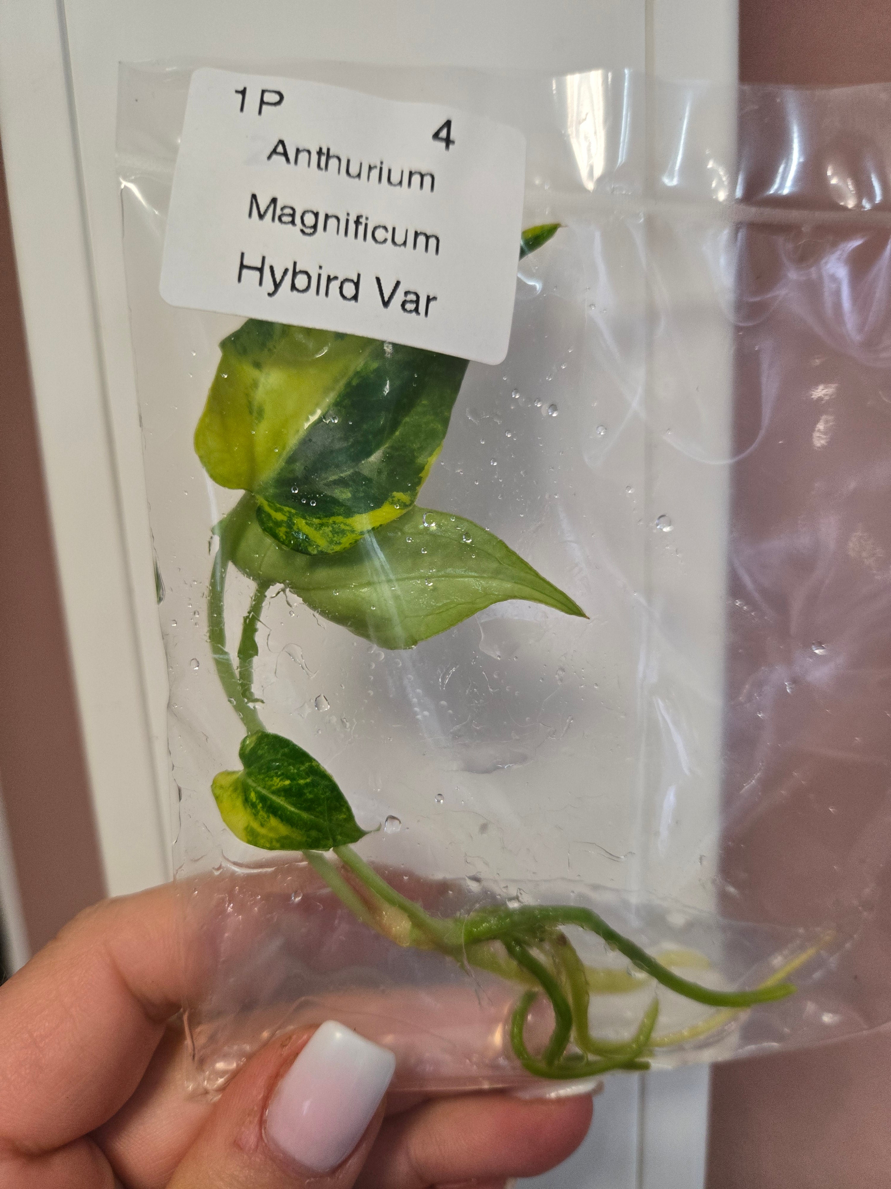 Anthurium Magnificum Hybird Variegata - TC - Tissue Culture