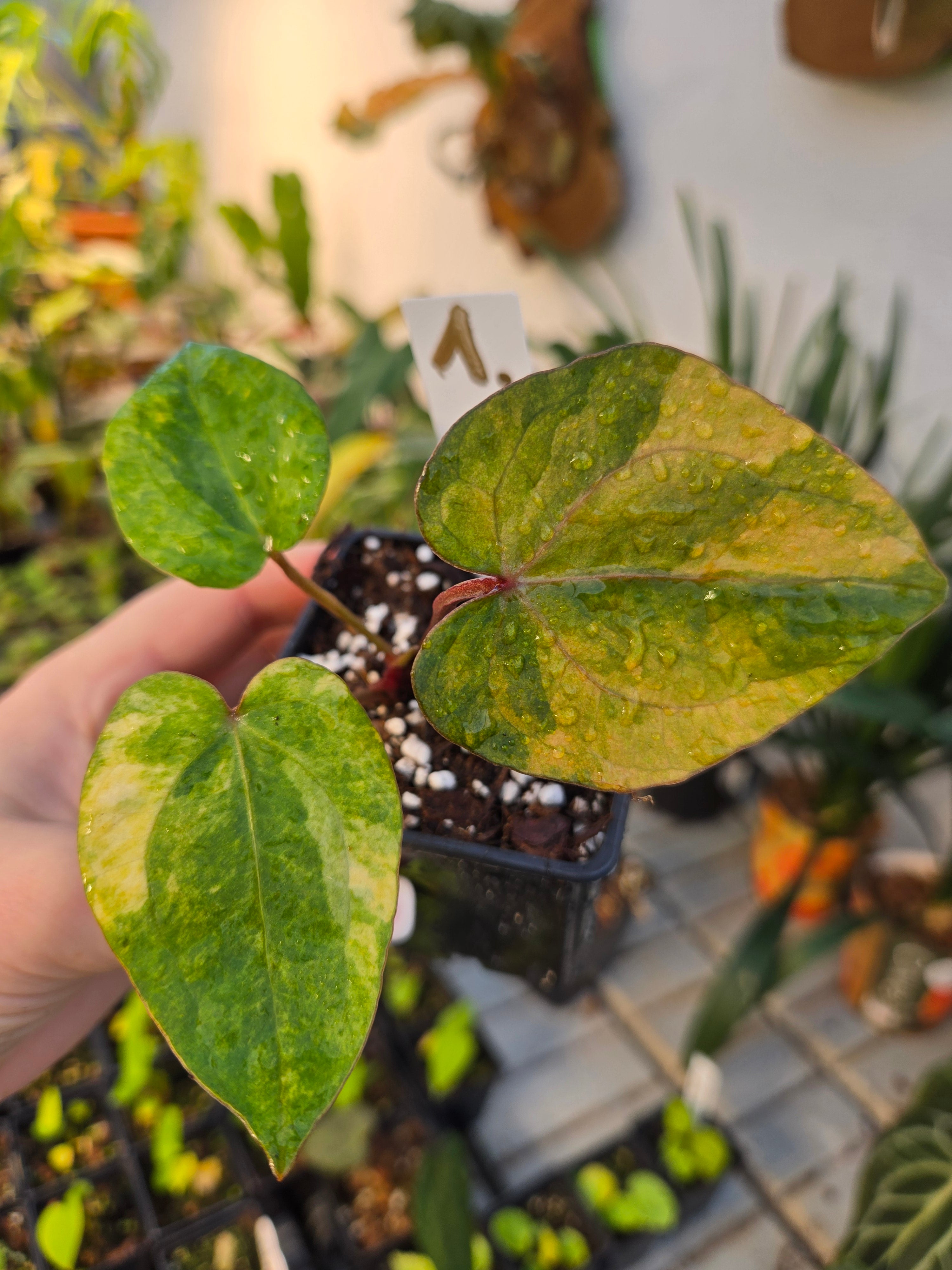 Anthurium Red Vein Dark Phönix Variegata RVDP