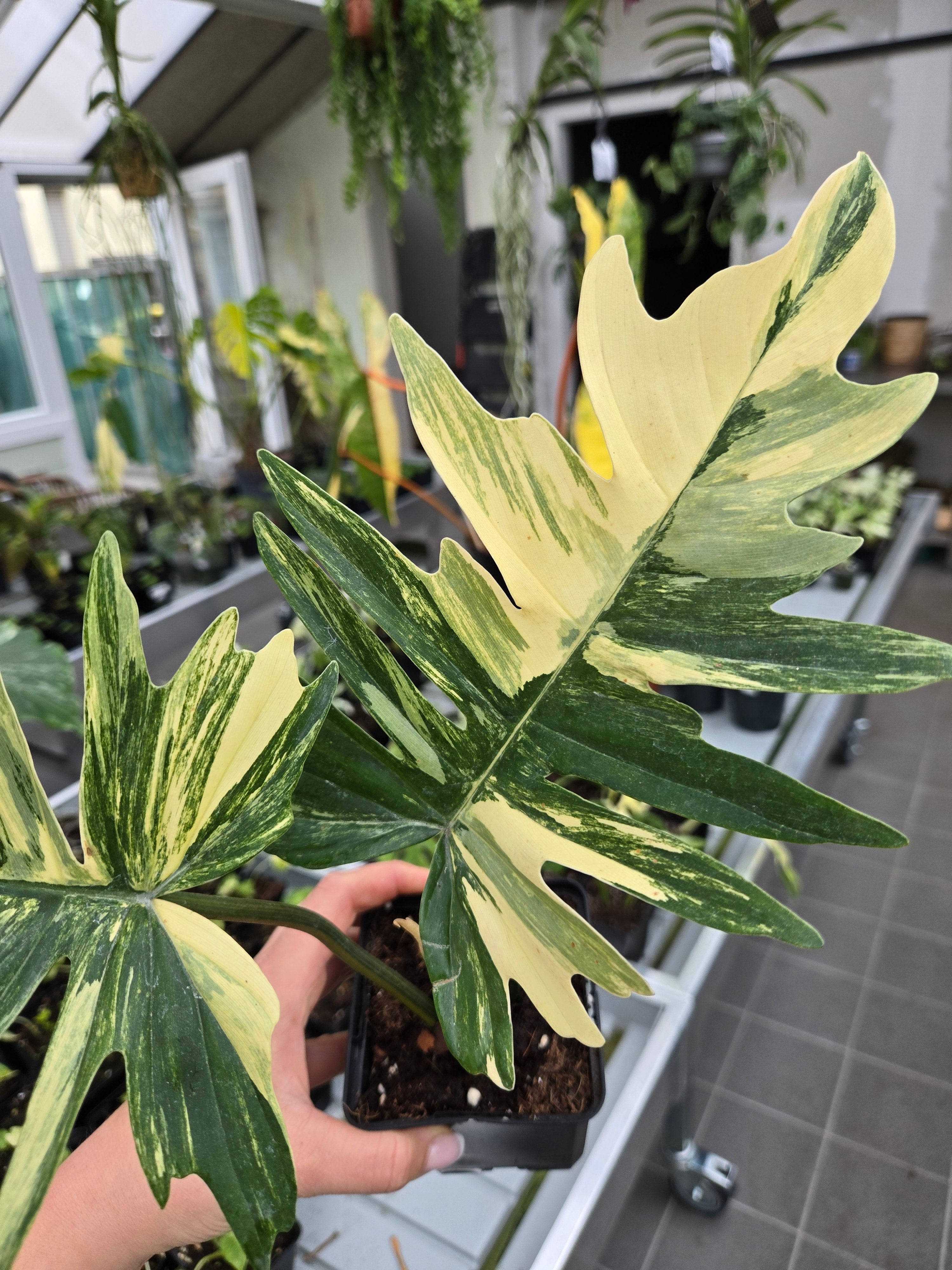 Philodendron Florida Beauty x Tortum Variegata