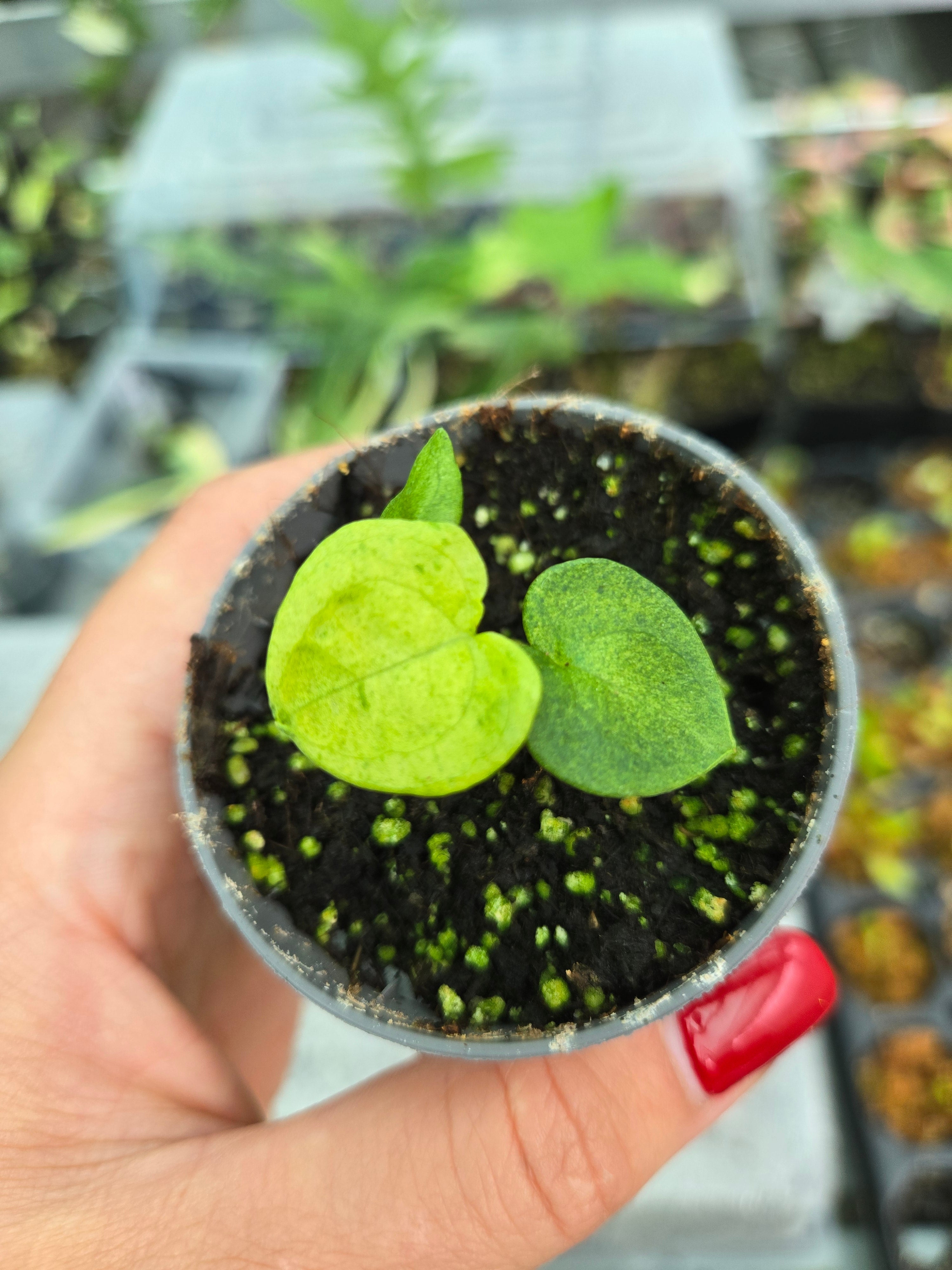 Anthurium Dark Phönix Variegata