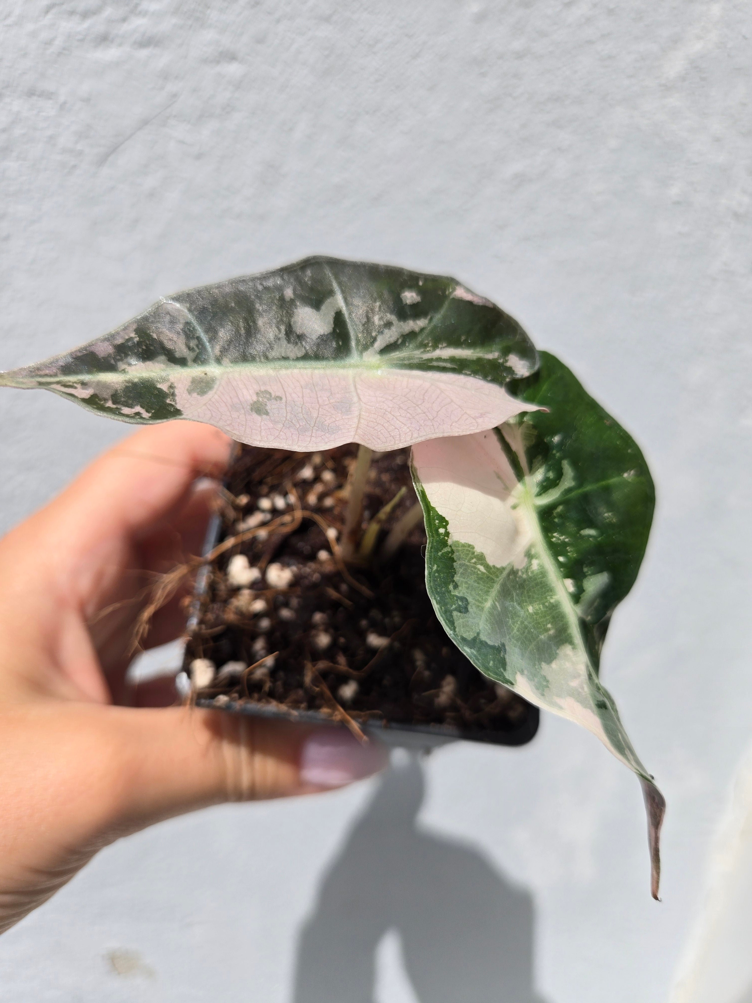 Alocasia Polly Pink
