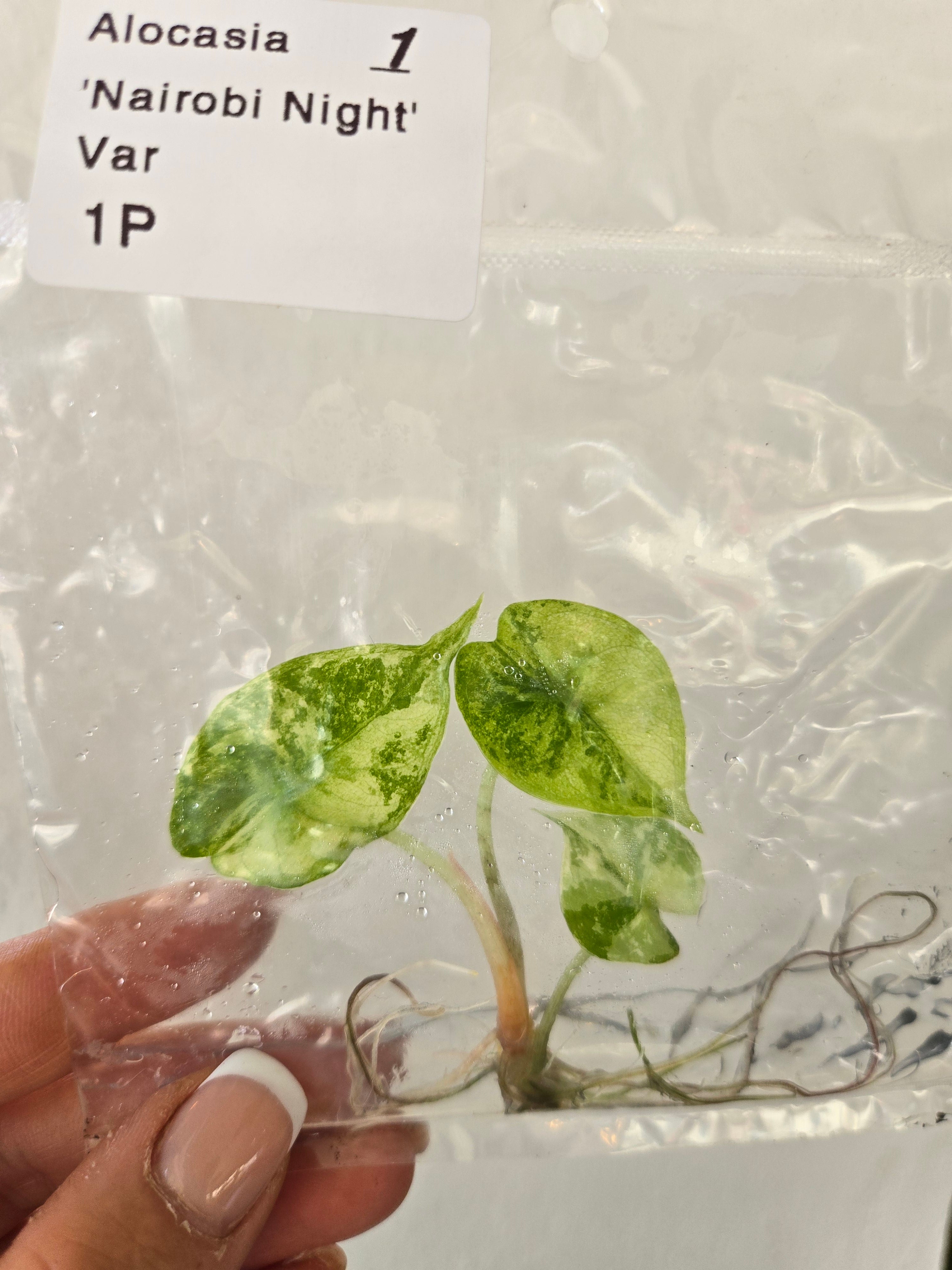 Alocasia Nairobi Night Variegata- TC - Tissue Culture