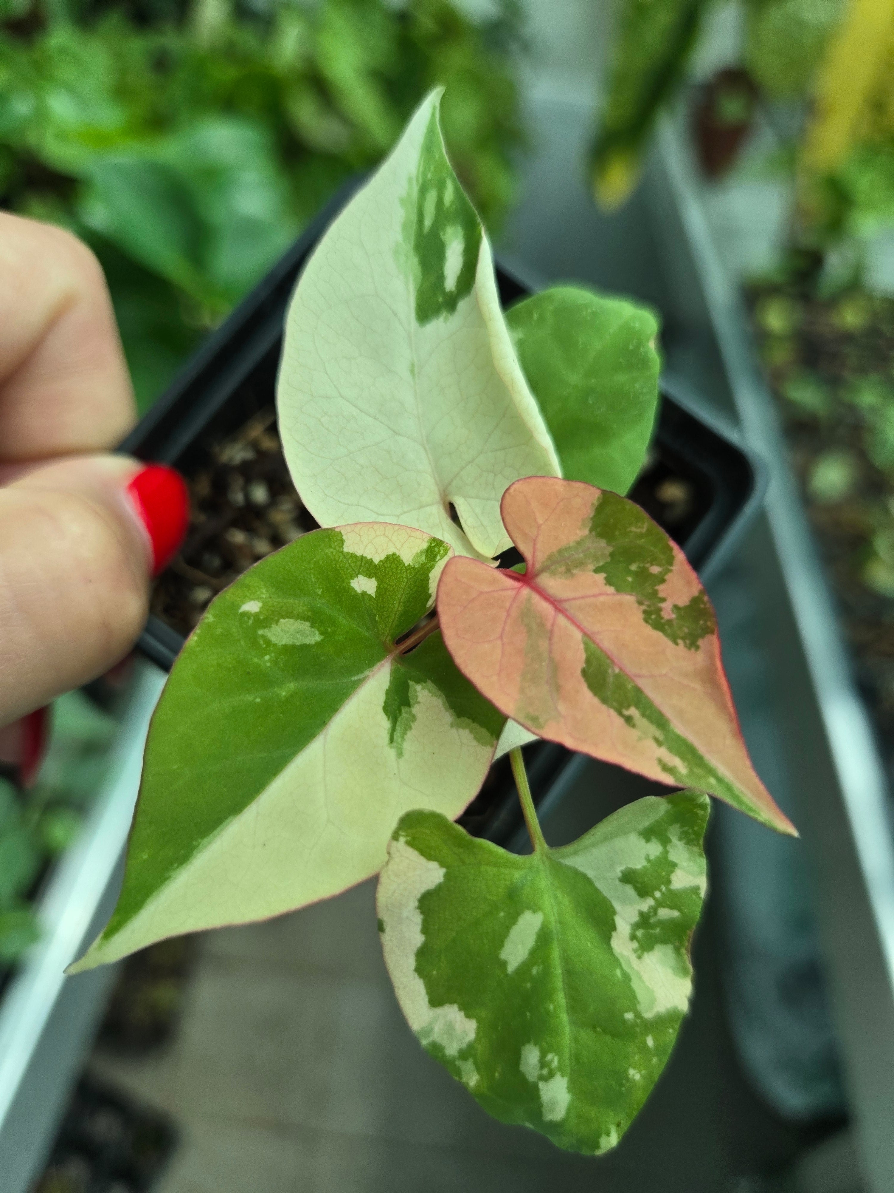 Fallopia Multiflora