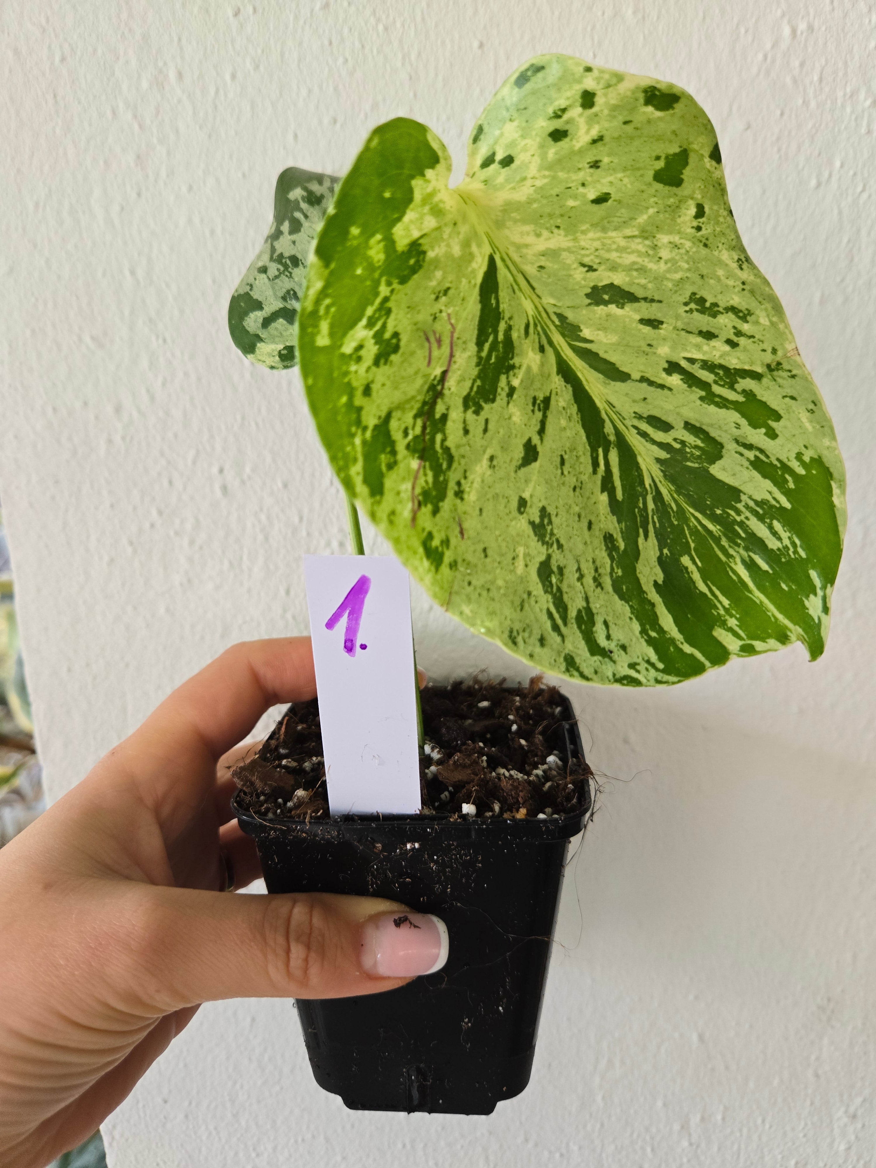 Monstera Bulbasaur