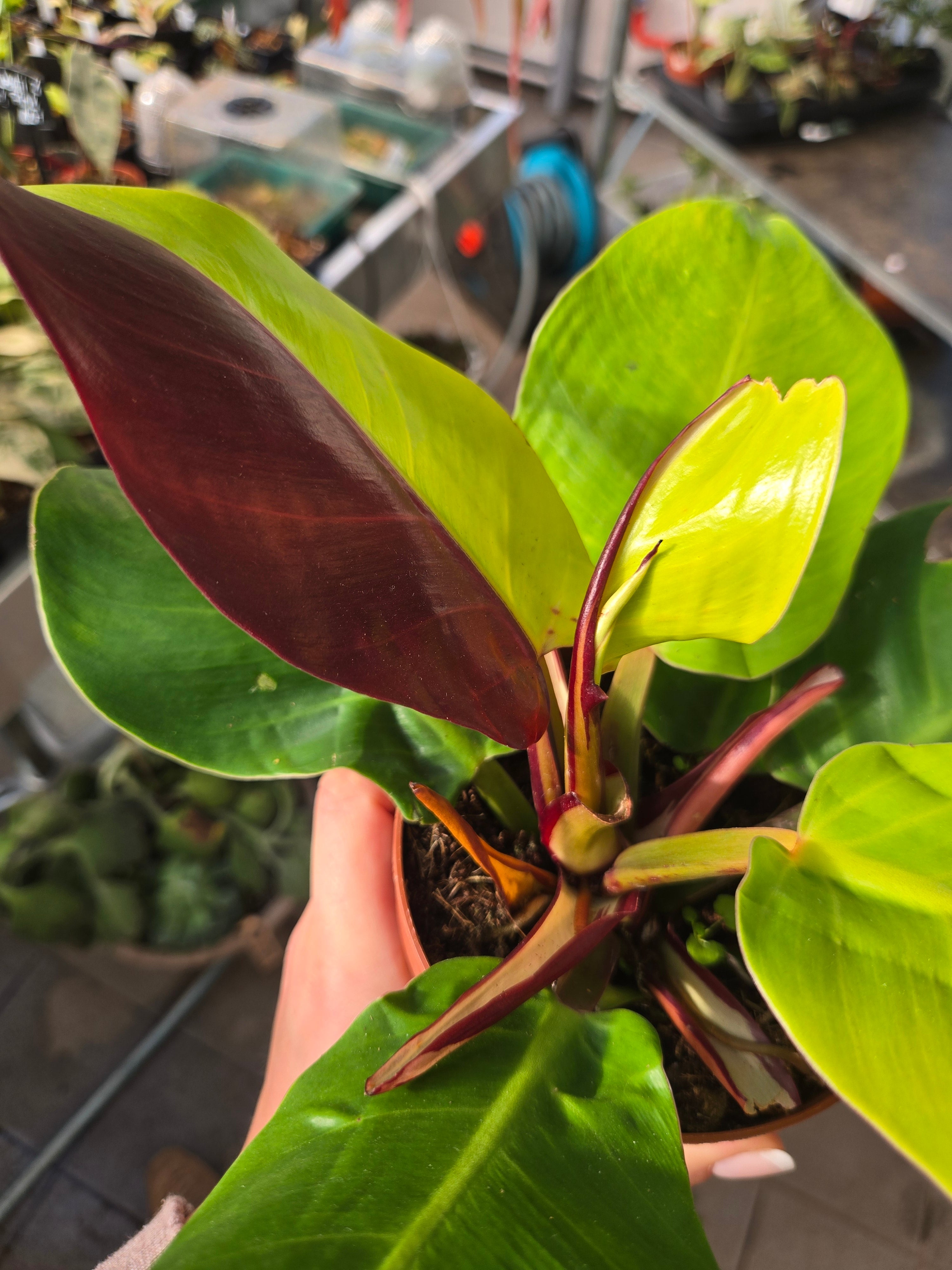 Philodendron Red Moon