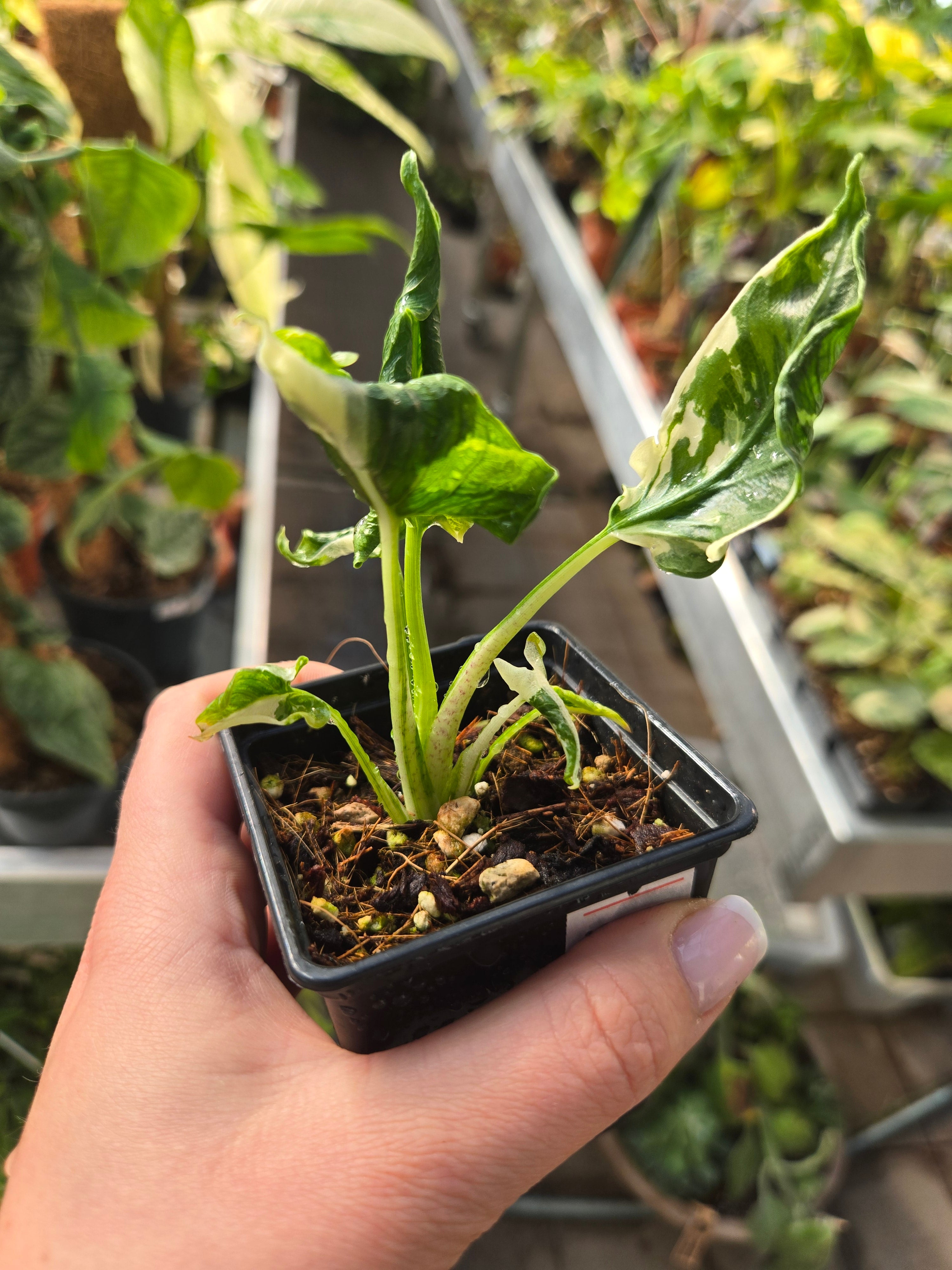Alocasia Triangularis Albo