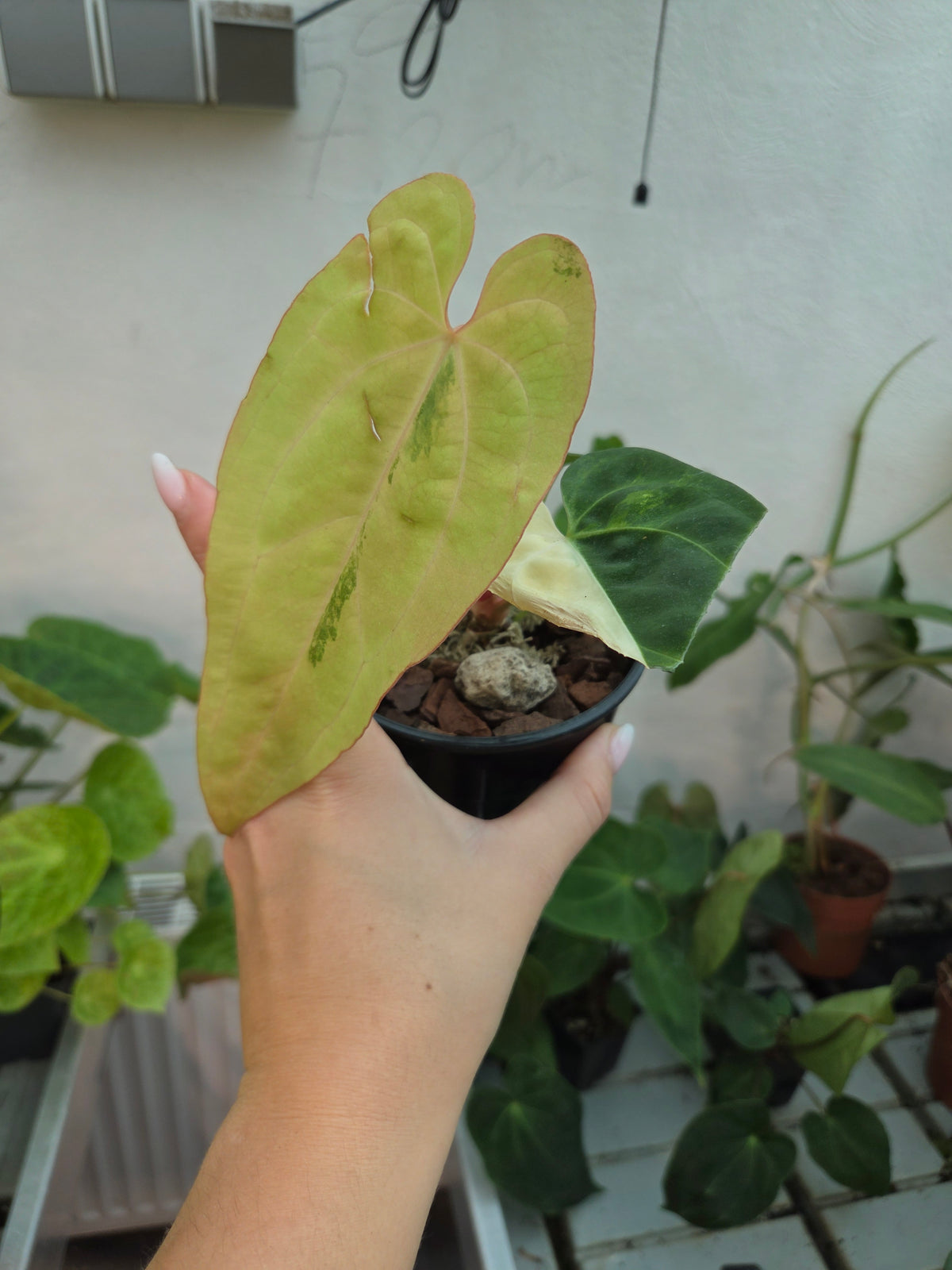 Anthurium Papillianum variegated x bessae X (red Velvet x Zara)