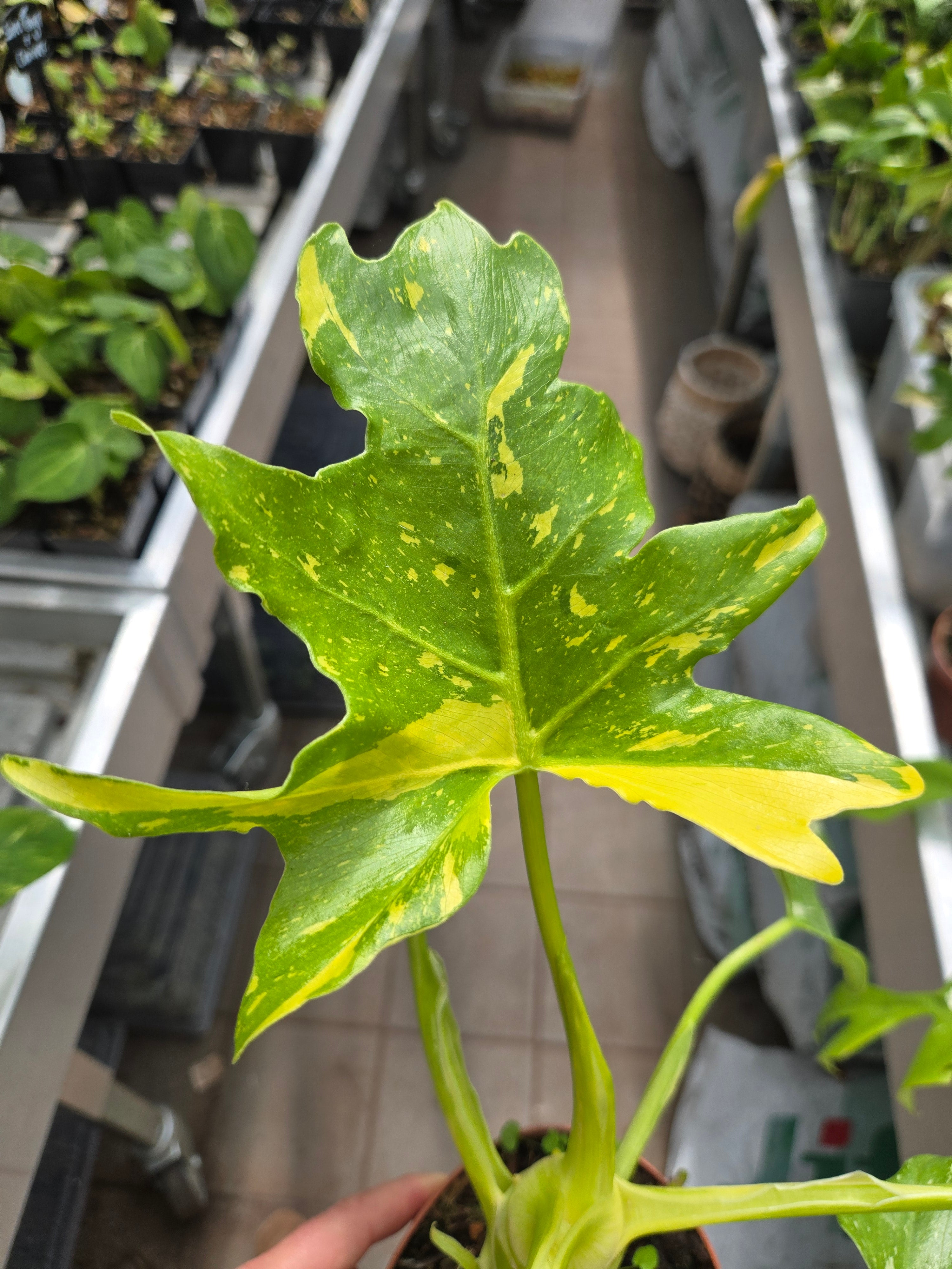 Philodendron Warscewiczii Aurea