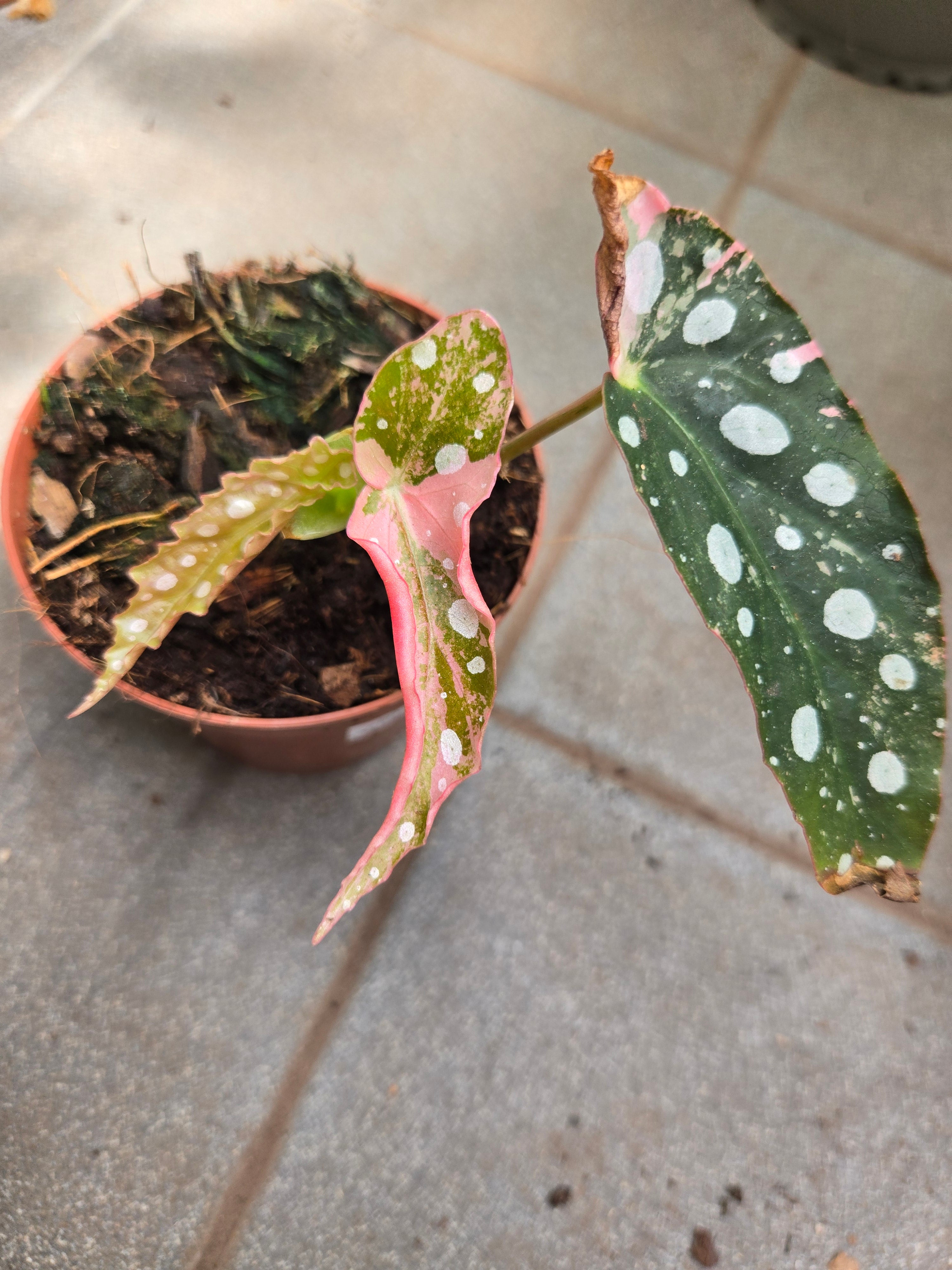 Begonia Maculata Pink S