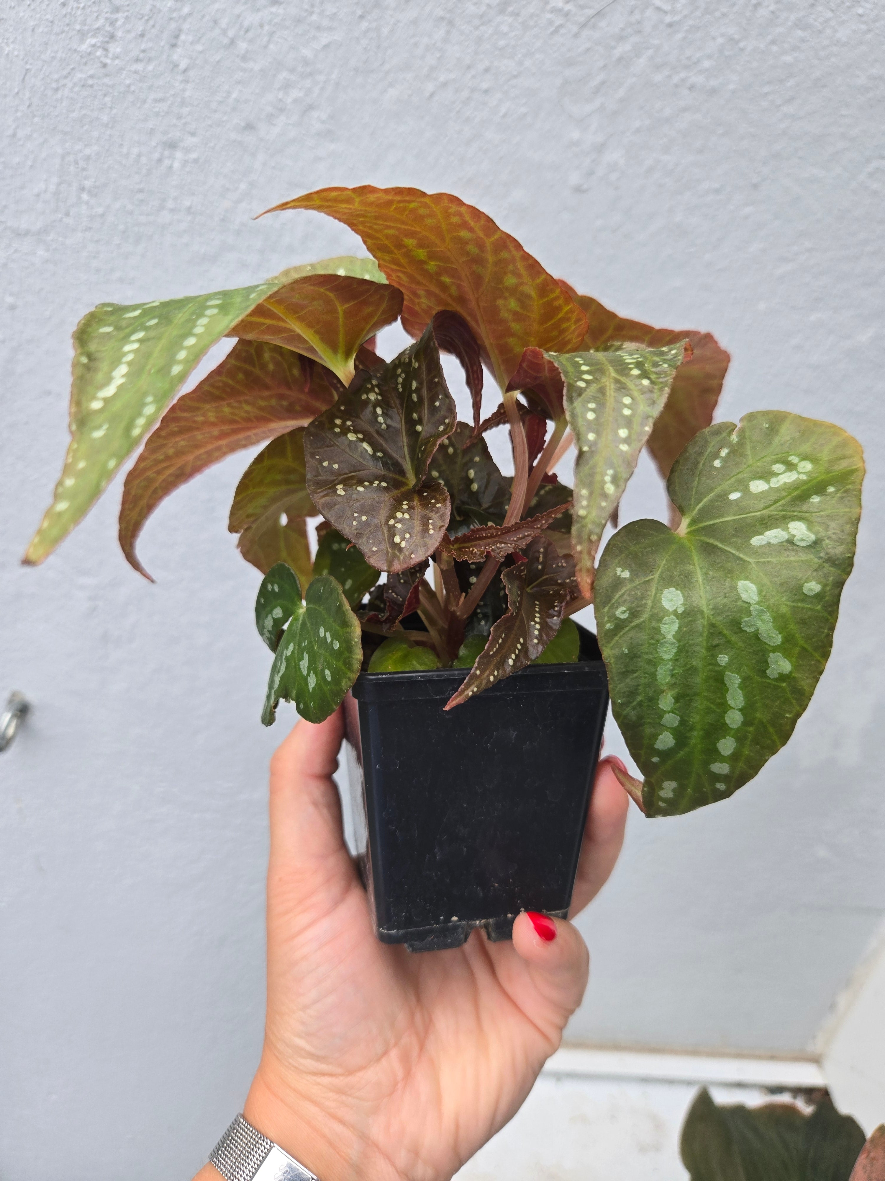 Begonia Pandora