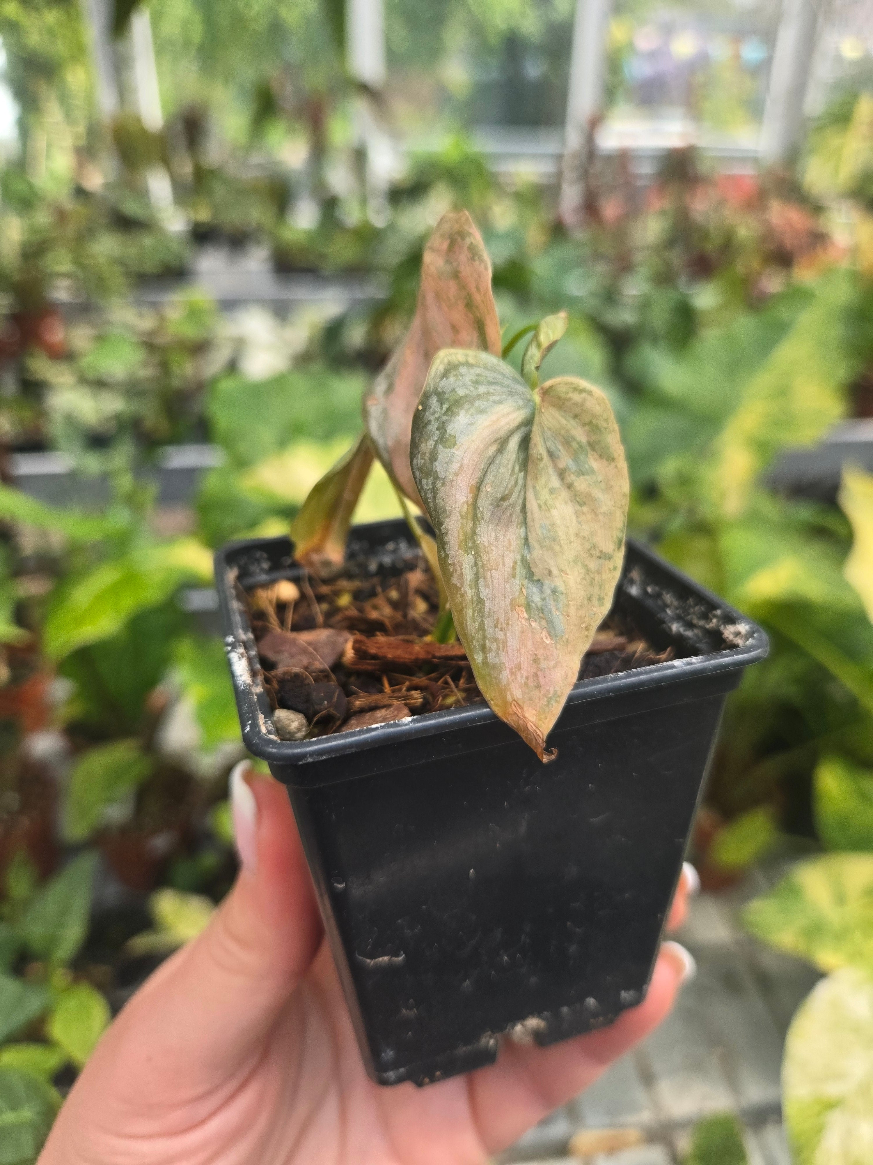 Philodendron Brandtianum Pink