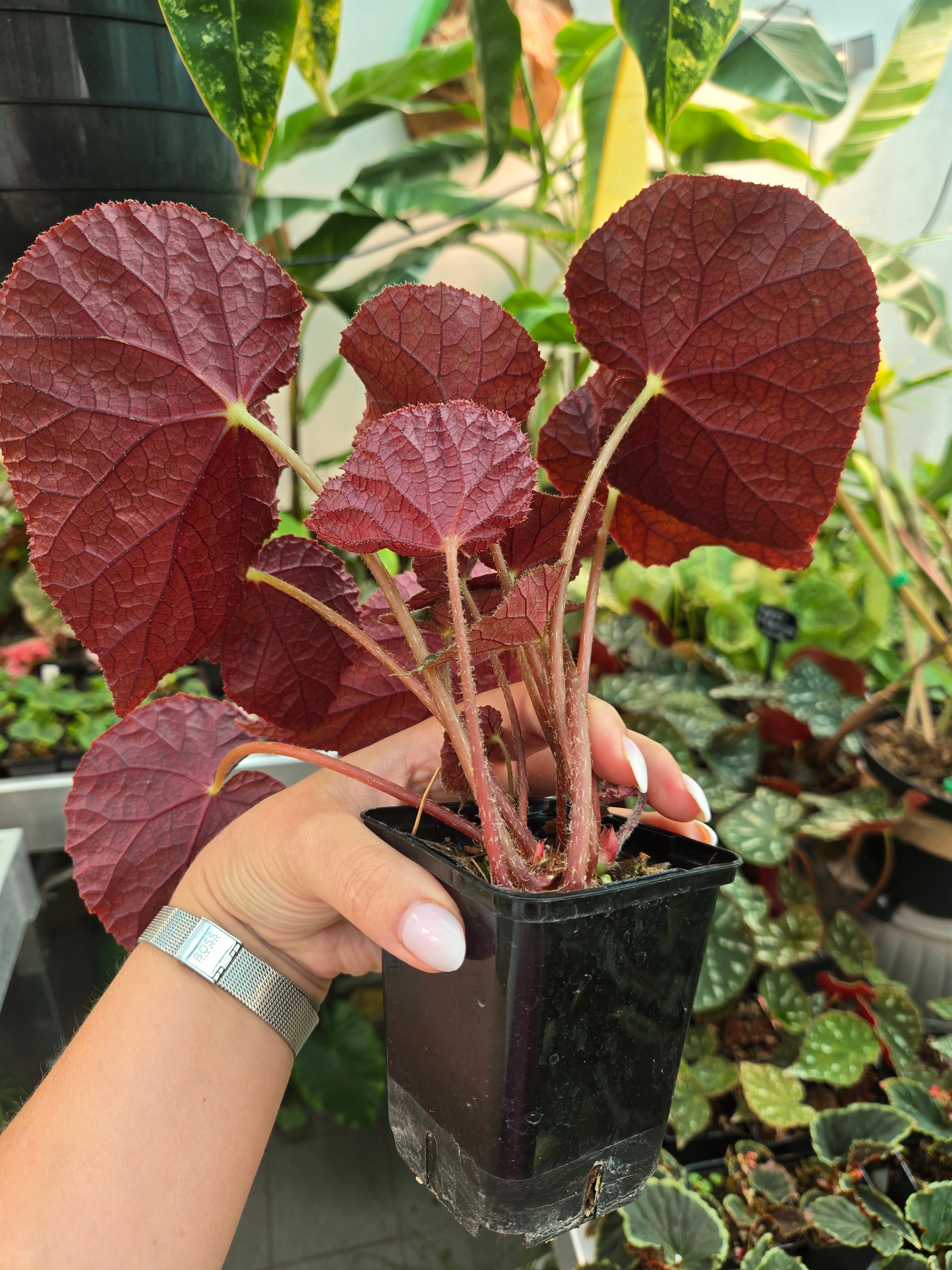 Begonia Filiformisch Irmsch