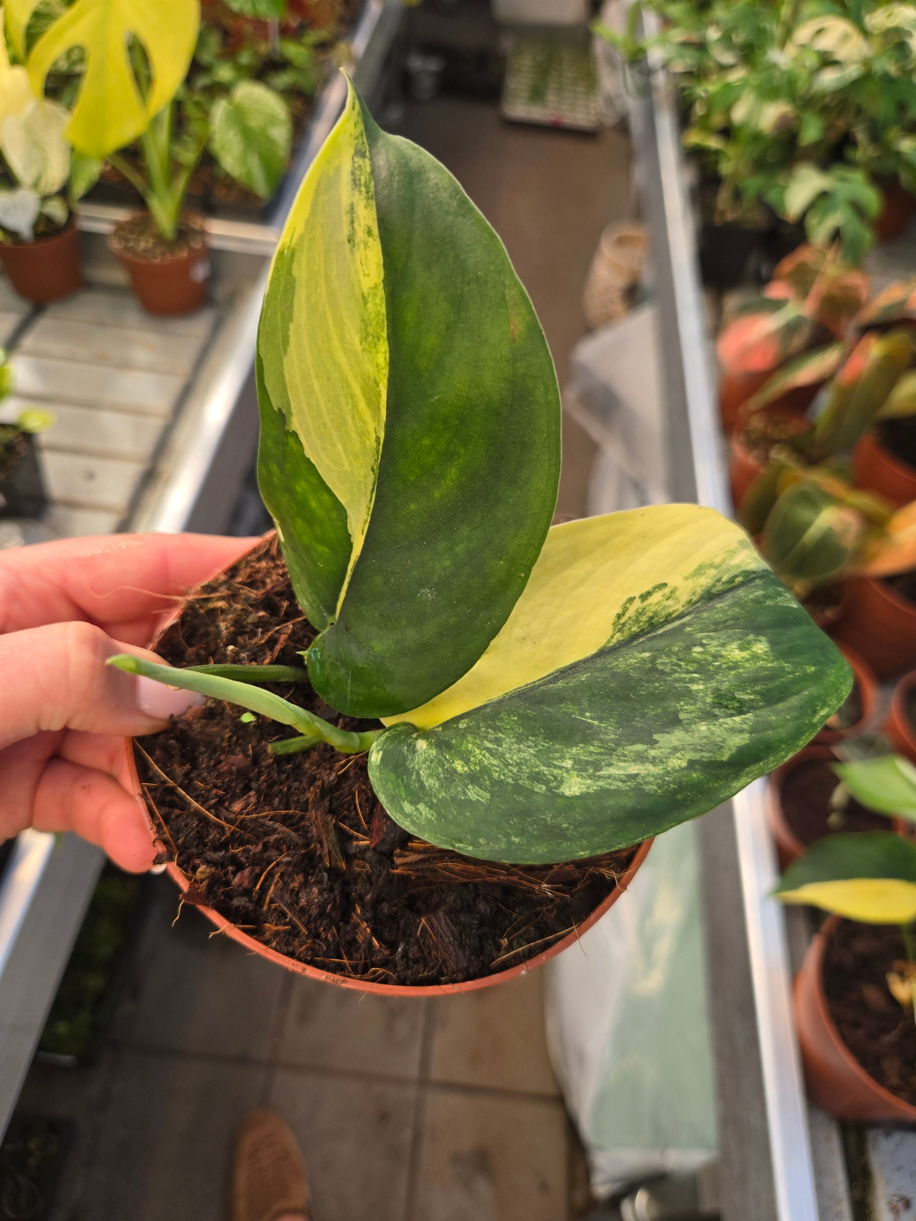 Scindapsus Jade Satin Aurea