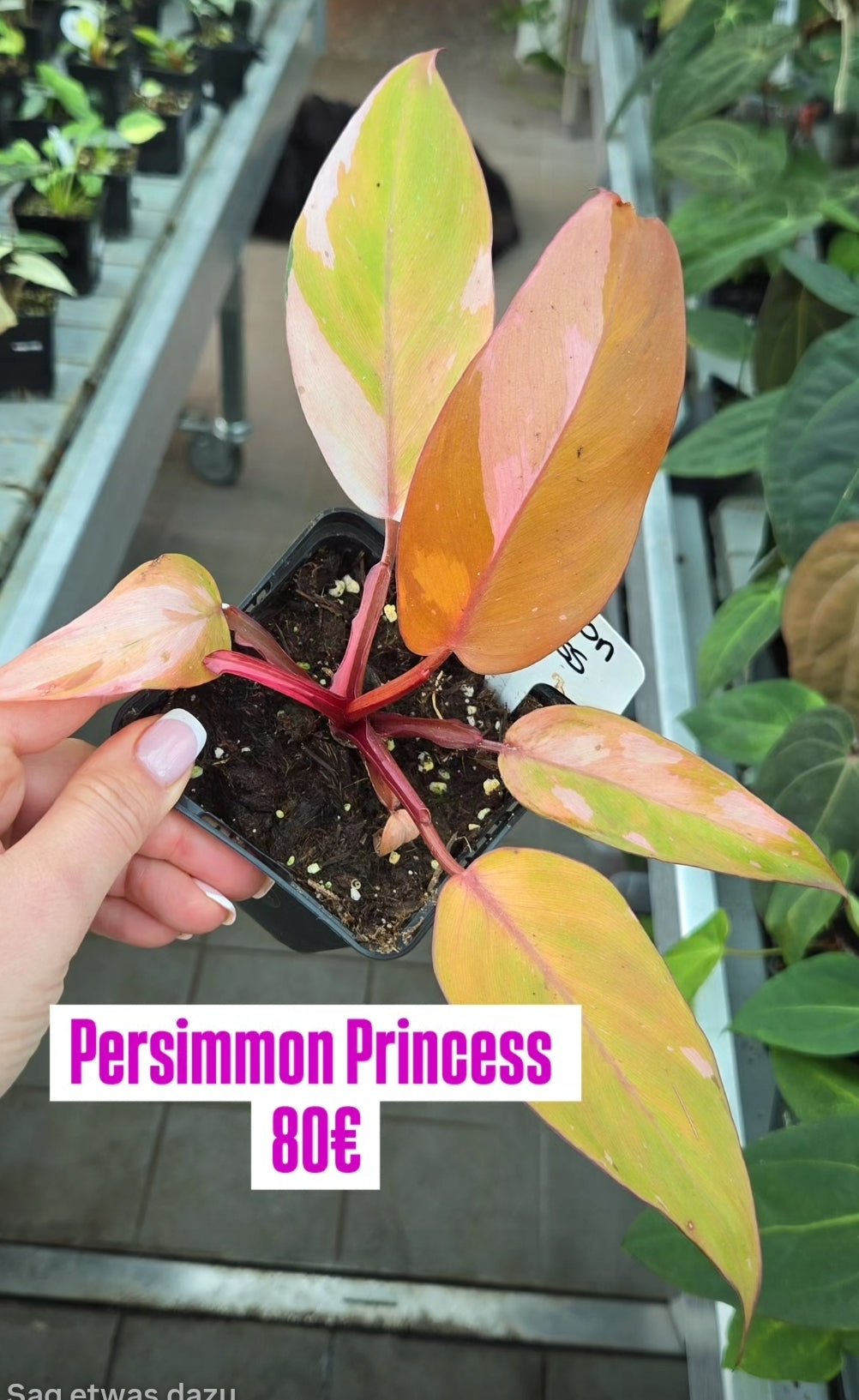 Persimmon Princess