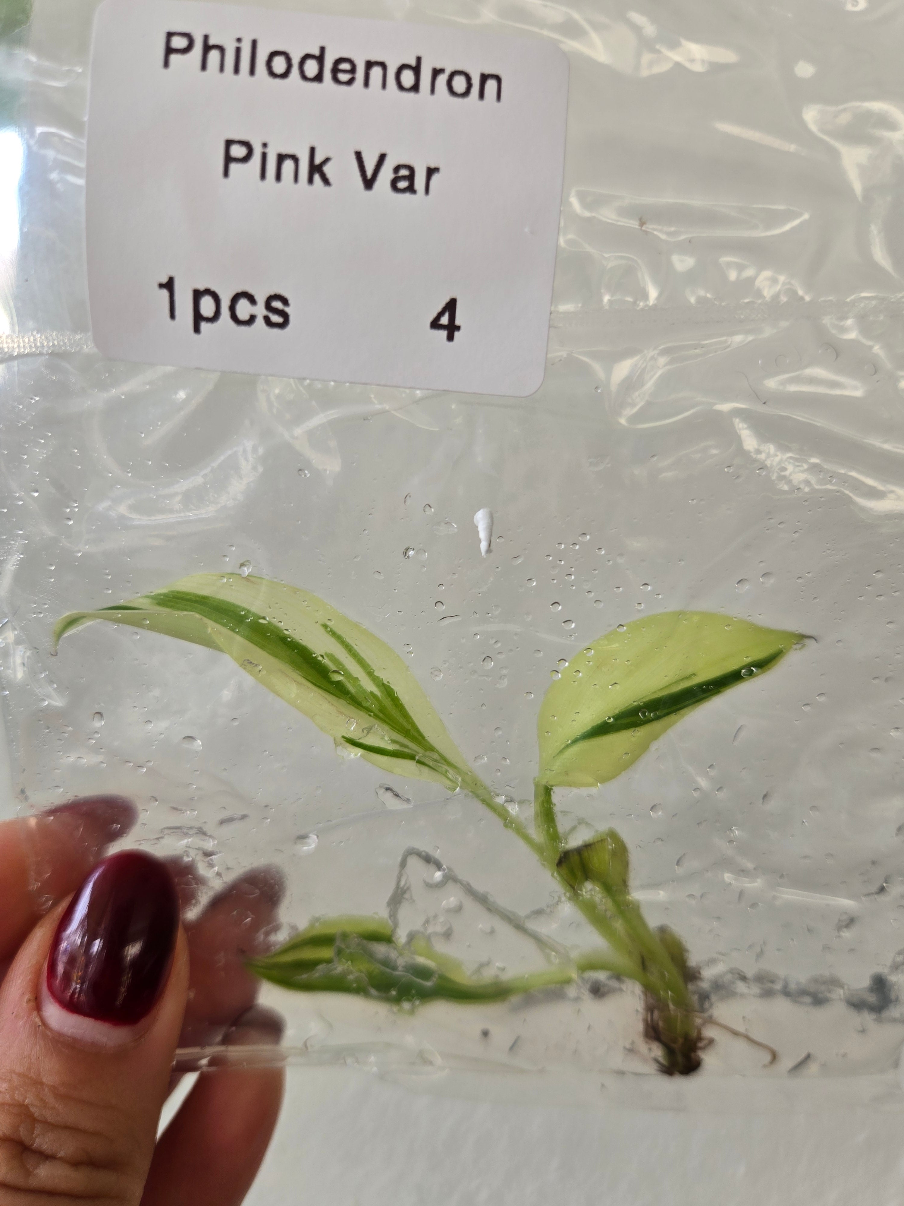 Musa Nono (Pinke Banane) -TC