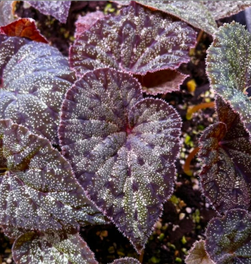 Begonia curtisii Galaxy - TC