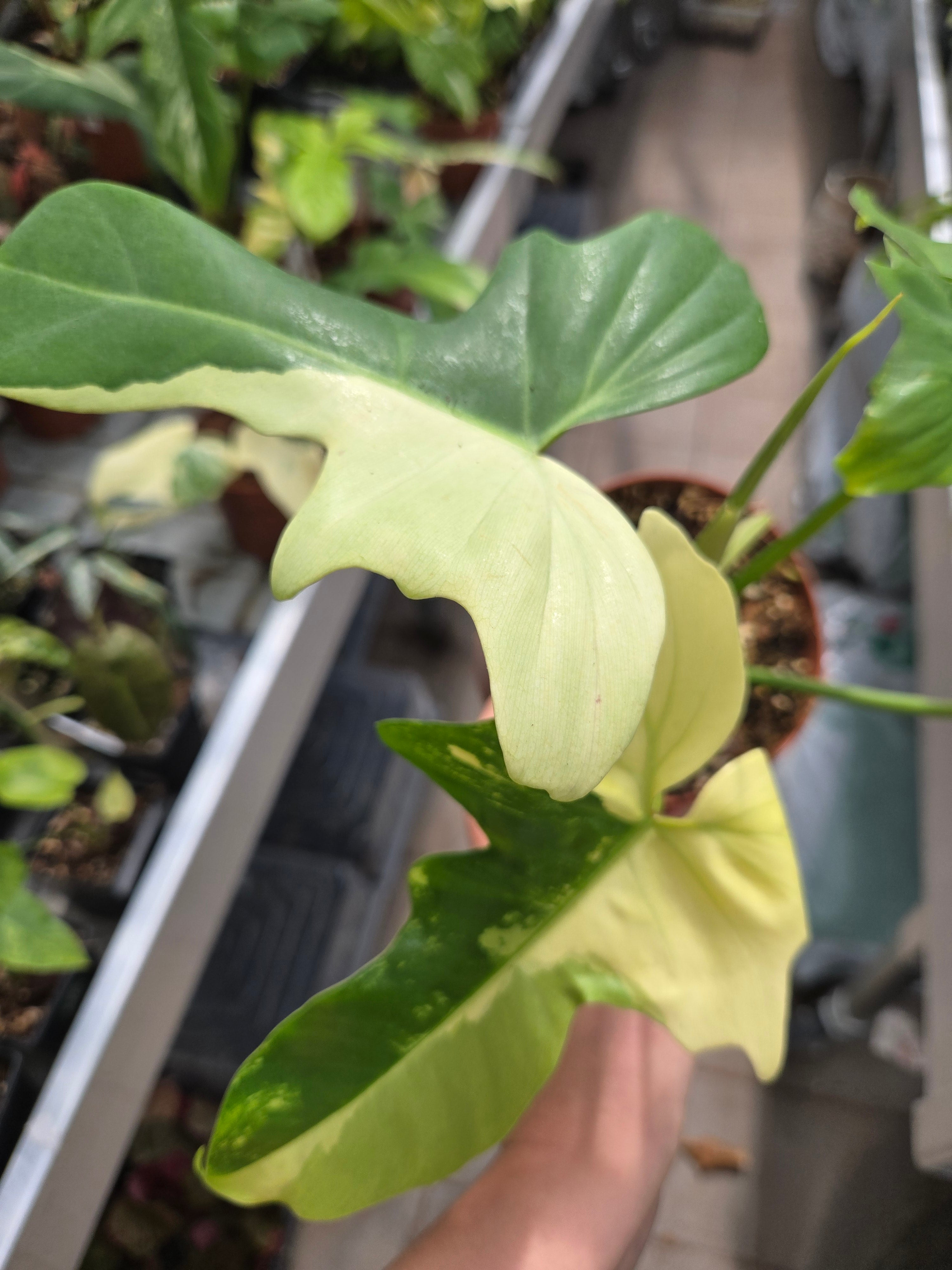Philodendron Golden Dragon Mint