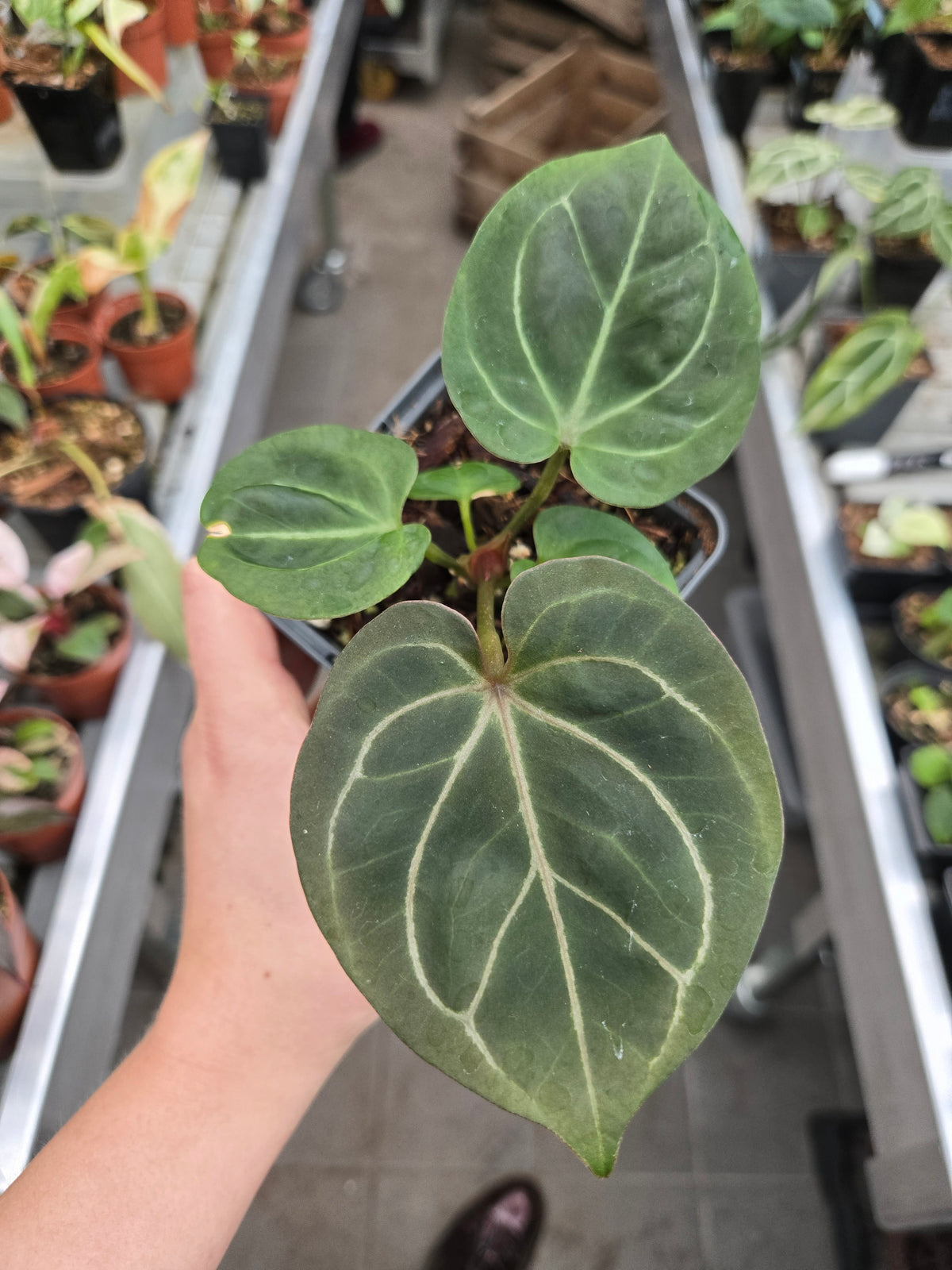 Anthurium King of Spades KOS HU